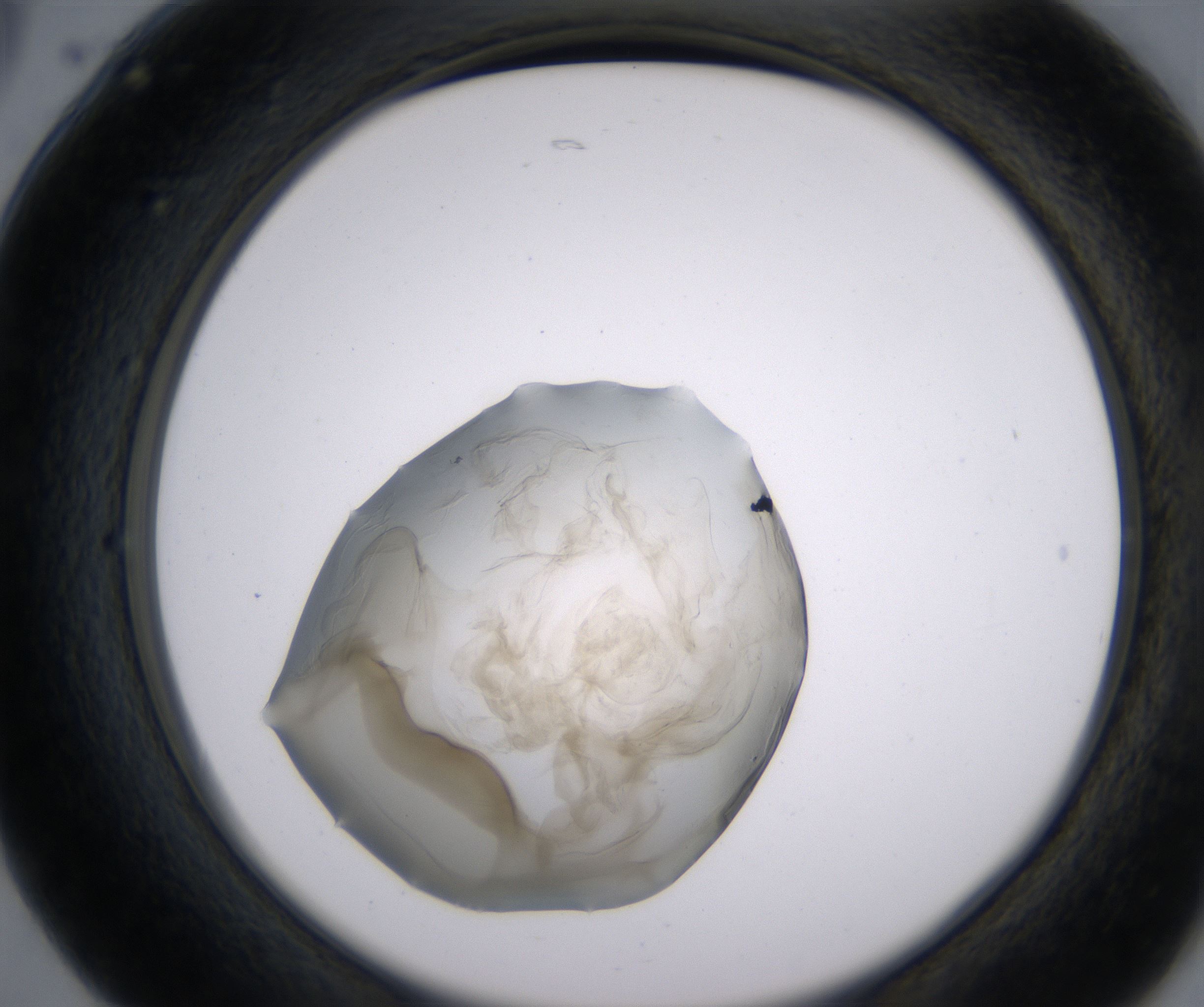 B5_HighResolution_Precipitate_2.jpg