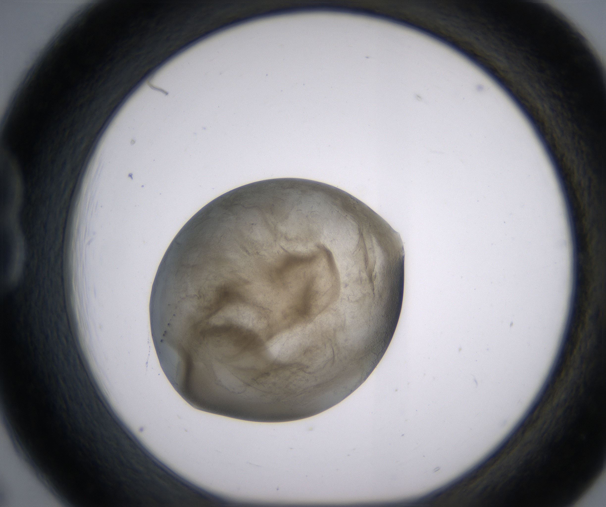 B6_HighResolution_Precipitate_1.jpg