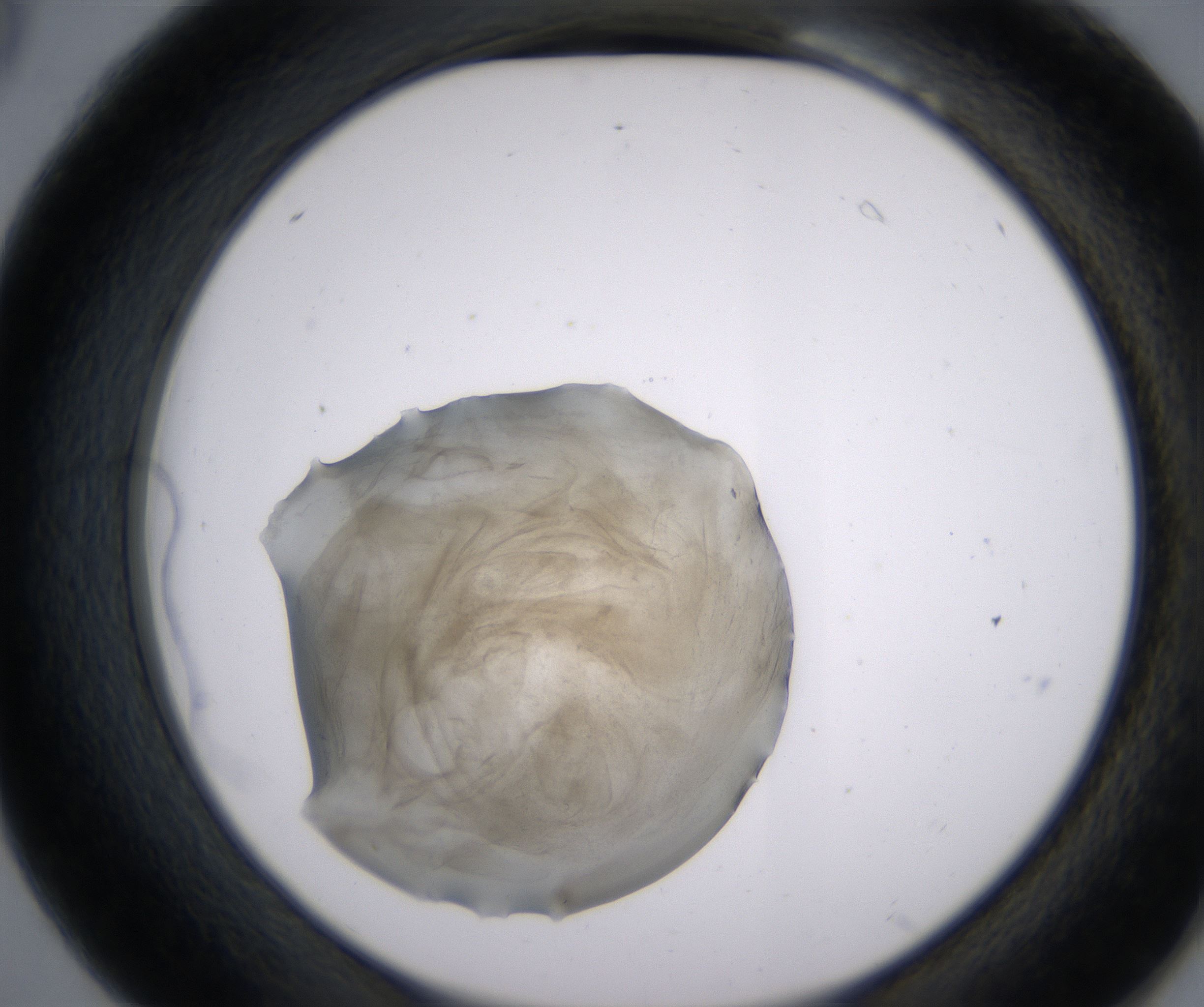 B6_HighResolution_Precipitate_2.jpg
