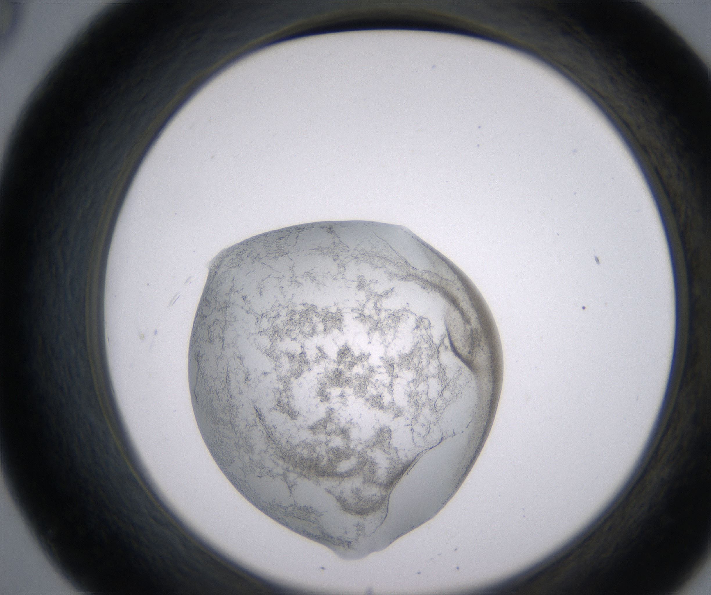 B8_HighResolution_Precipitate_2.jpg