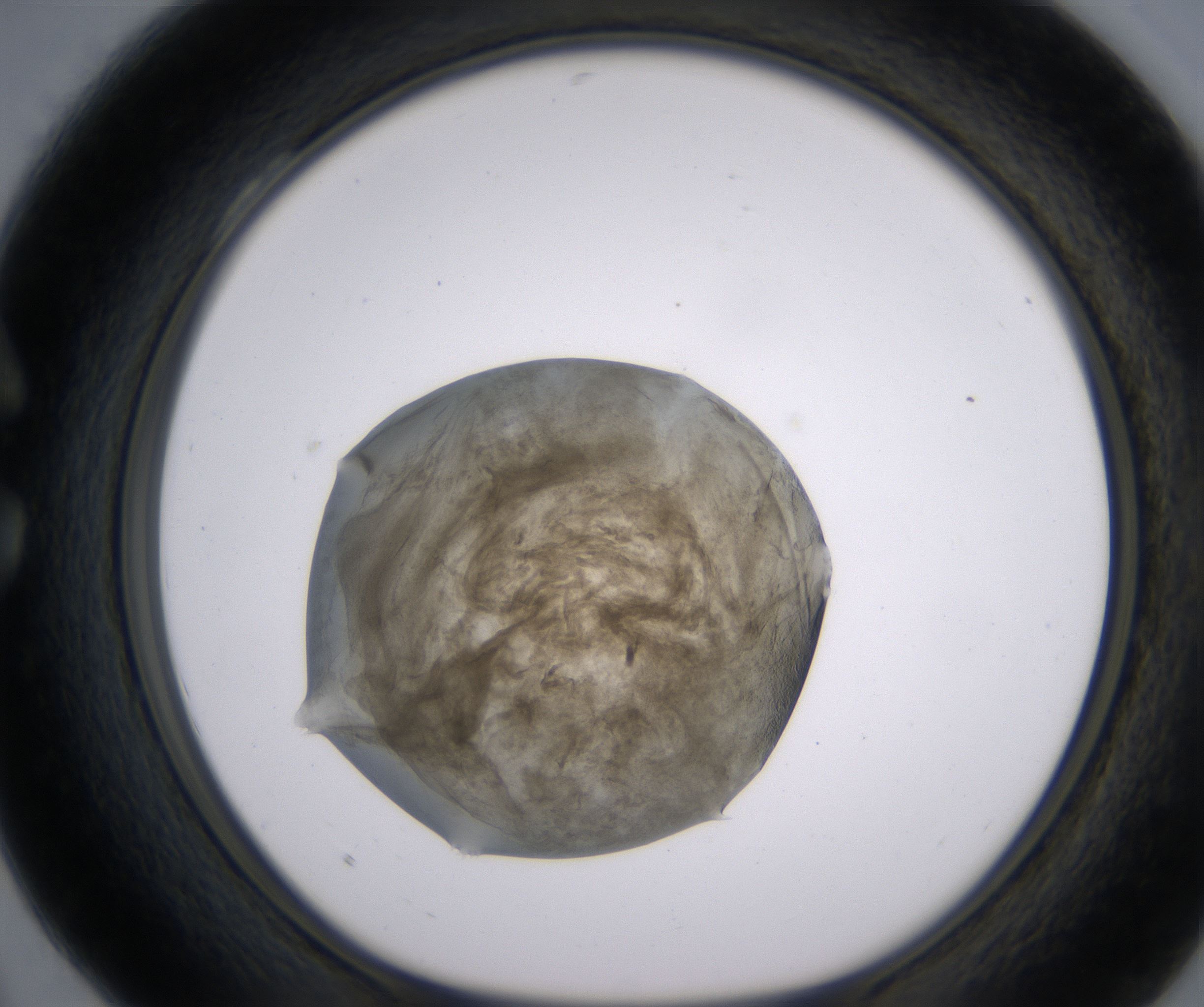 C4_HighResolution_Precipitate_1.jpg