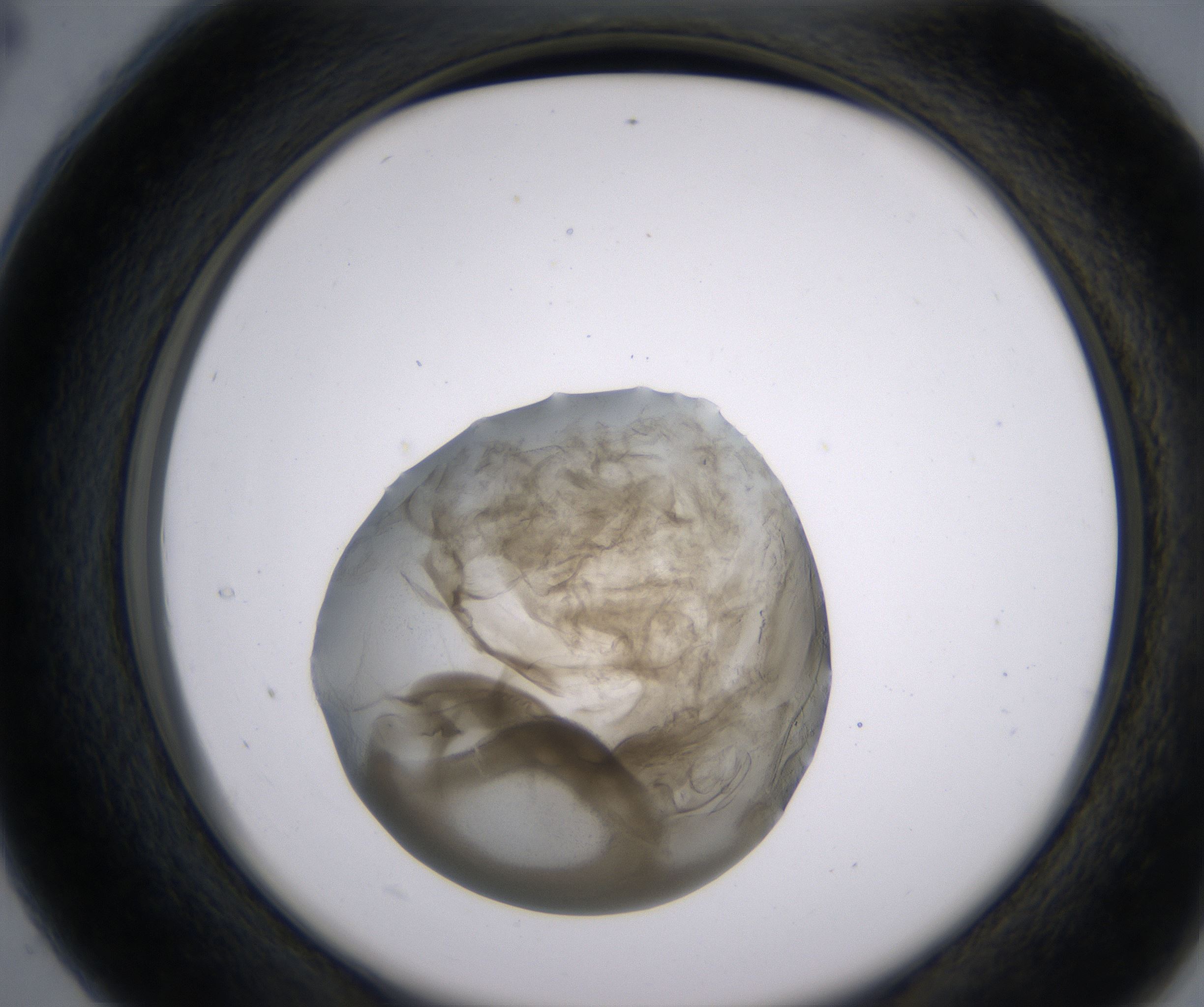 C4_HighResolution_Precipitate_2.jpg