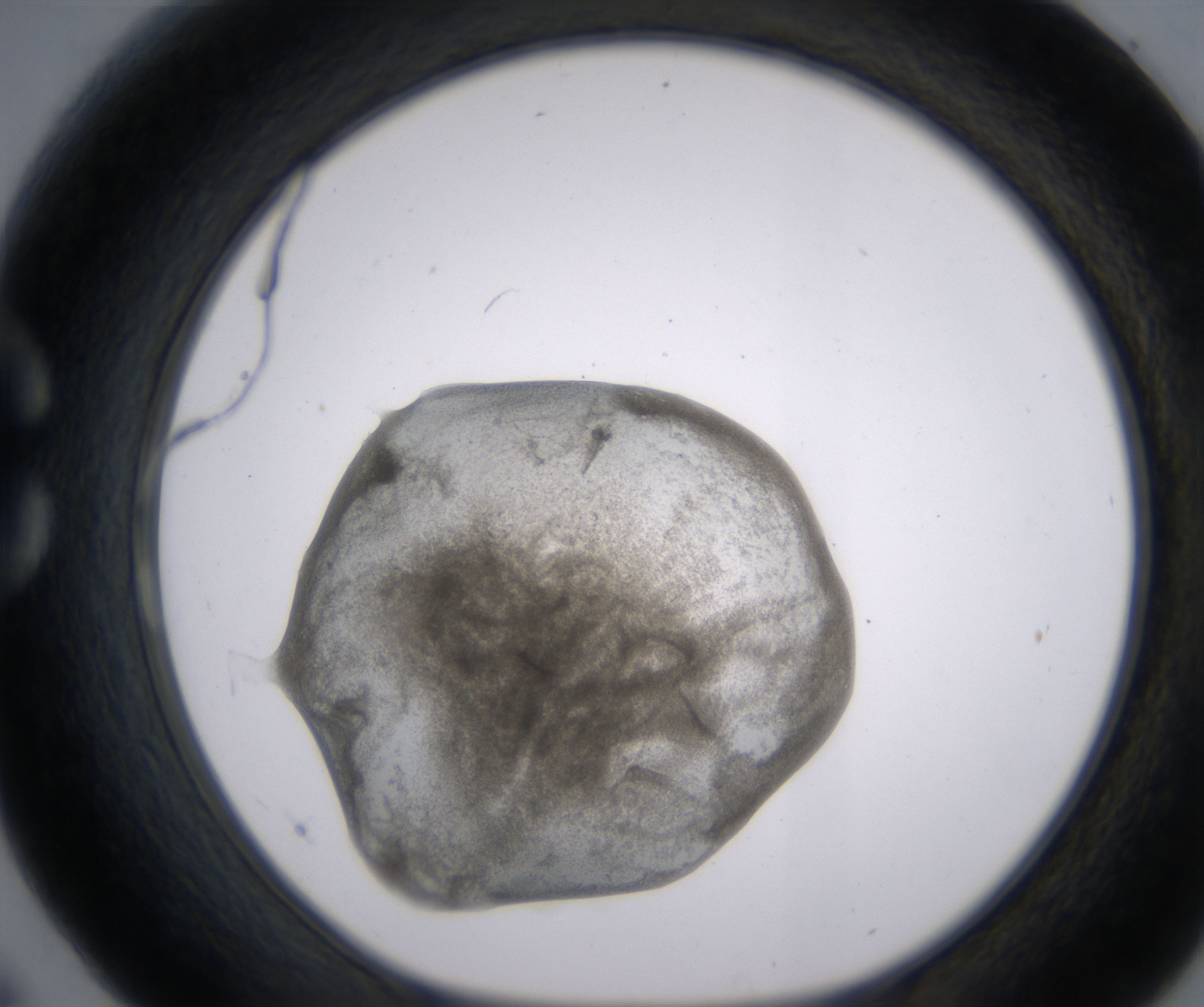 C6_HighResolution_Precipitate_1.jpg