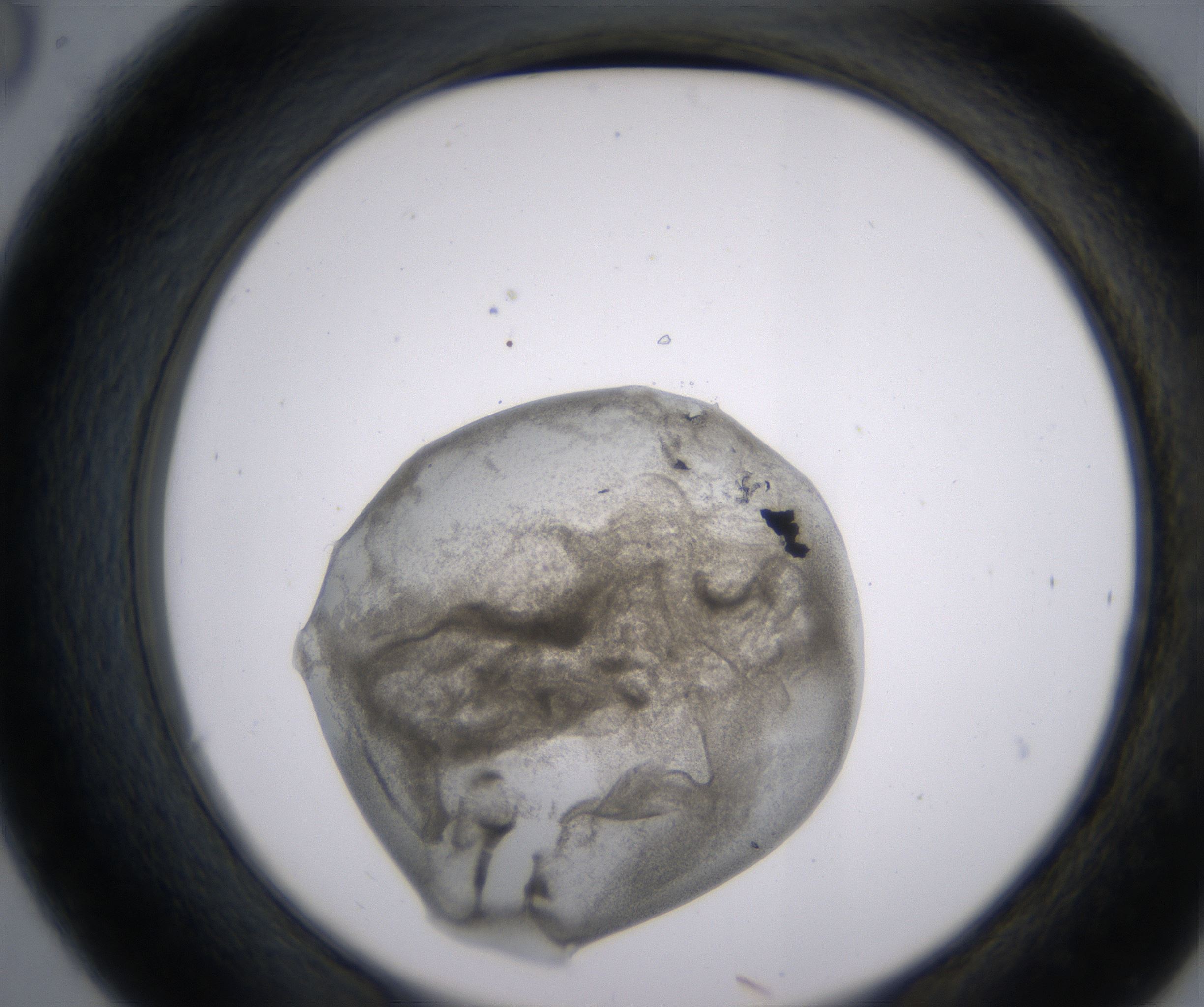 C6_HighResolution_Precipitate_2.jpg