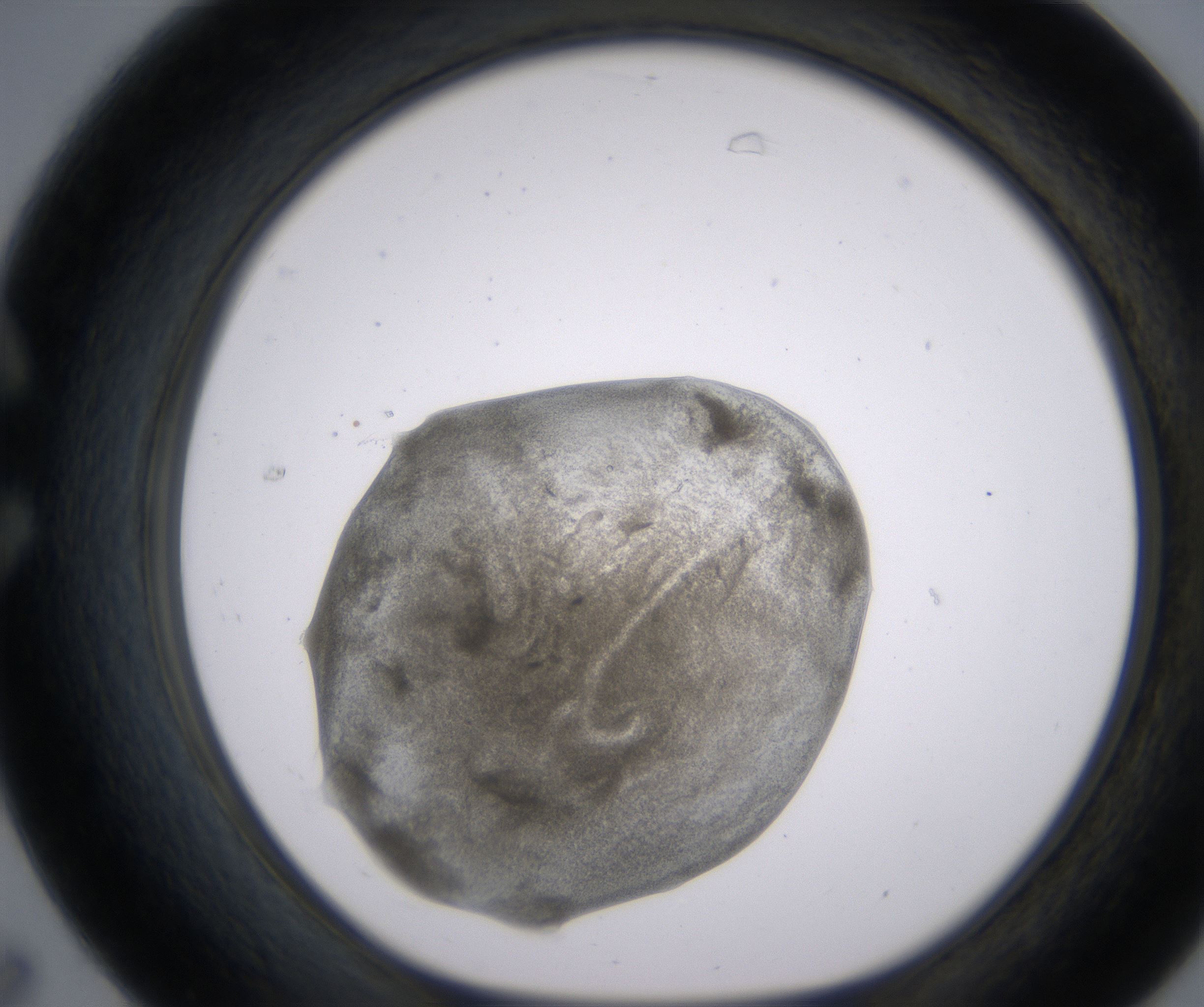 C7_HighResolution_Precipitate_1.jpg