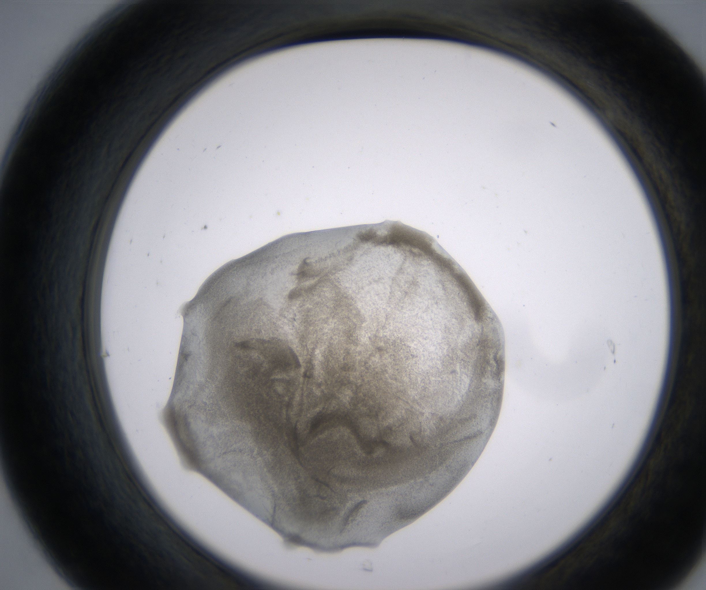 C7_HighResolution_Precipitate_2.jpg