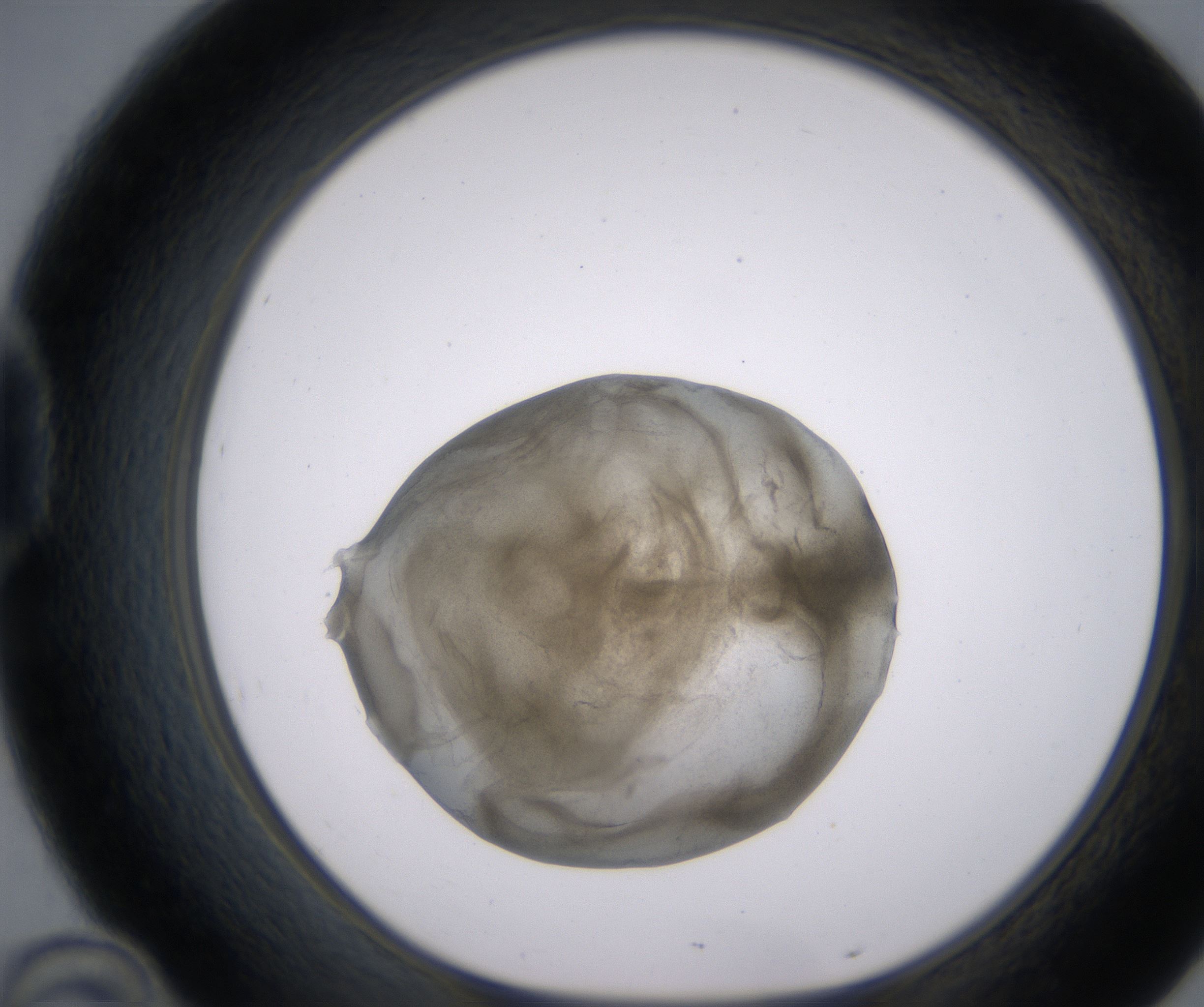 D10_HighResolution_Precipitate_1.jpg