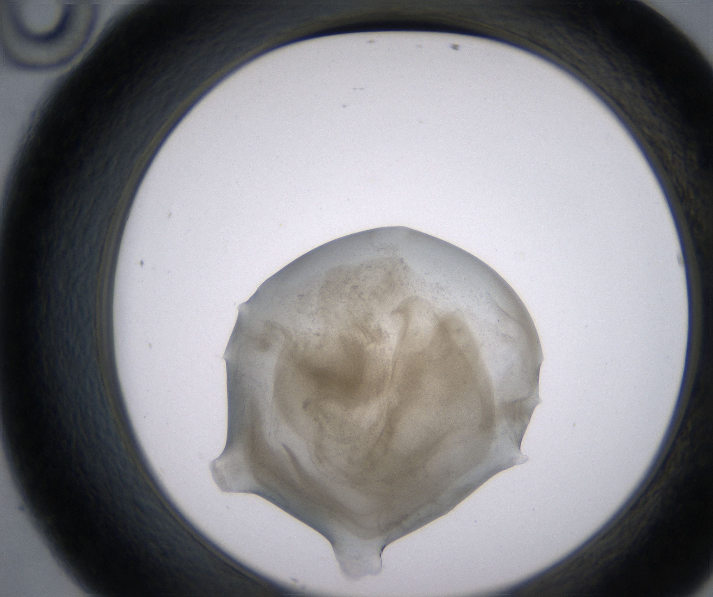 D10_HighResolution_Precipitate_2.jpg