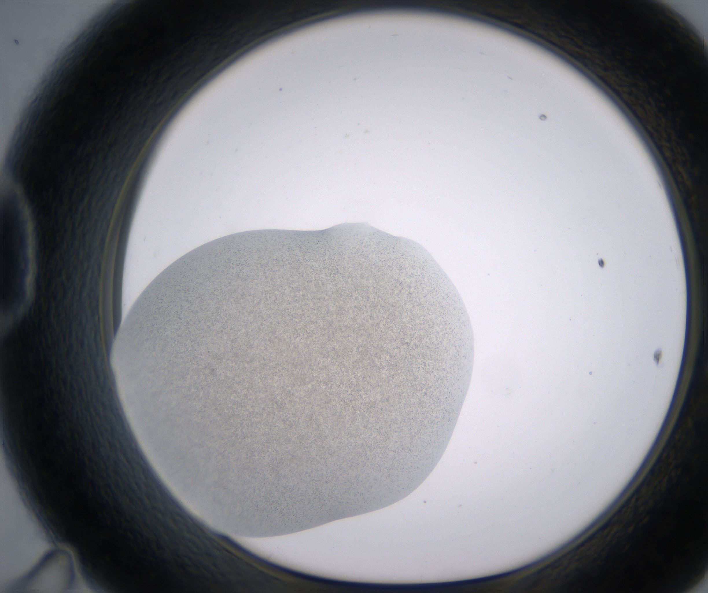 D11_HighResolution_Precipitate_1.jpg