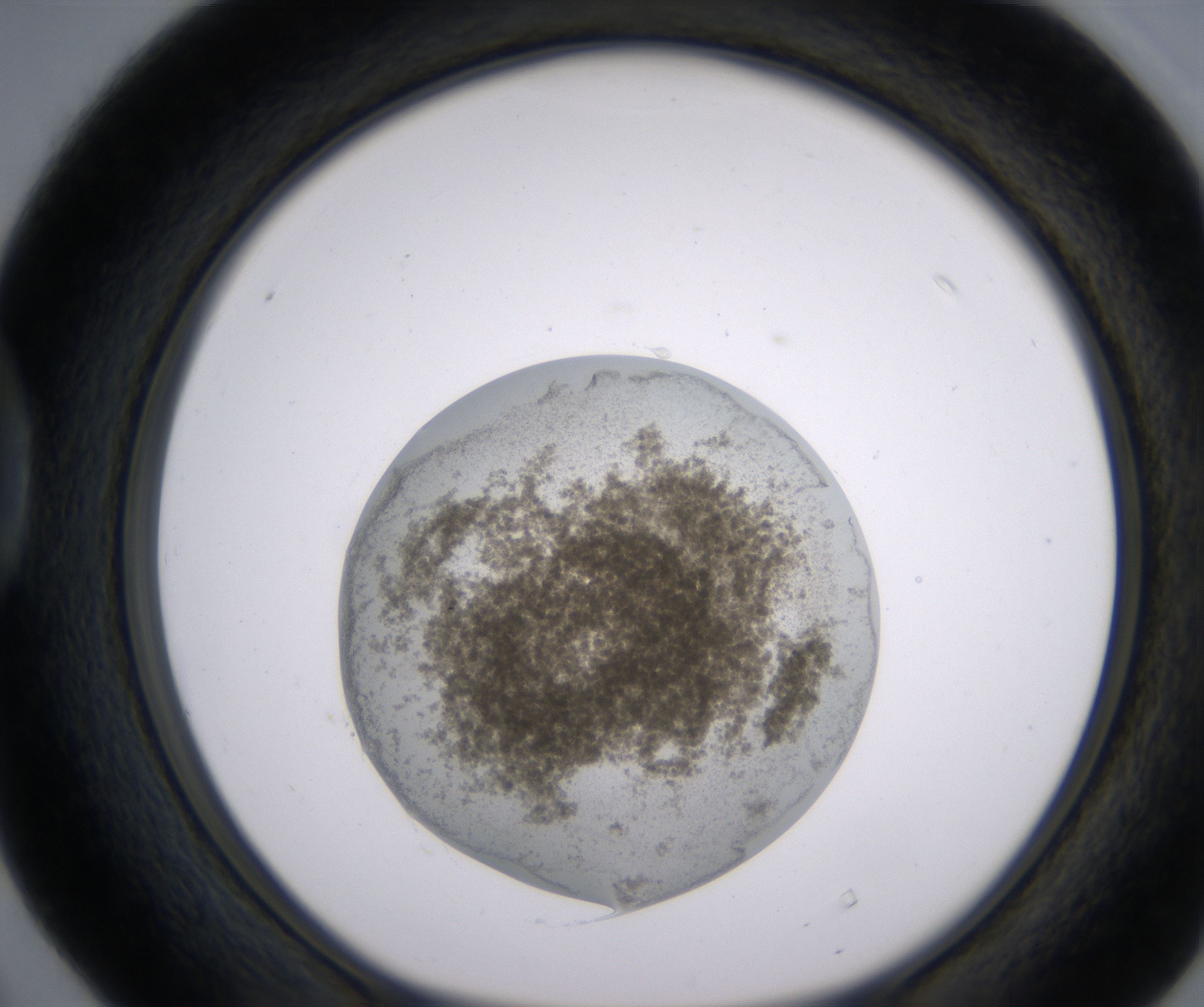 D4_HighResolution_Precipitate_1.jpg