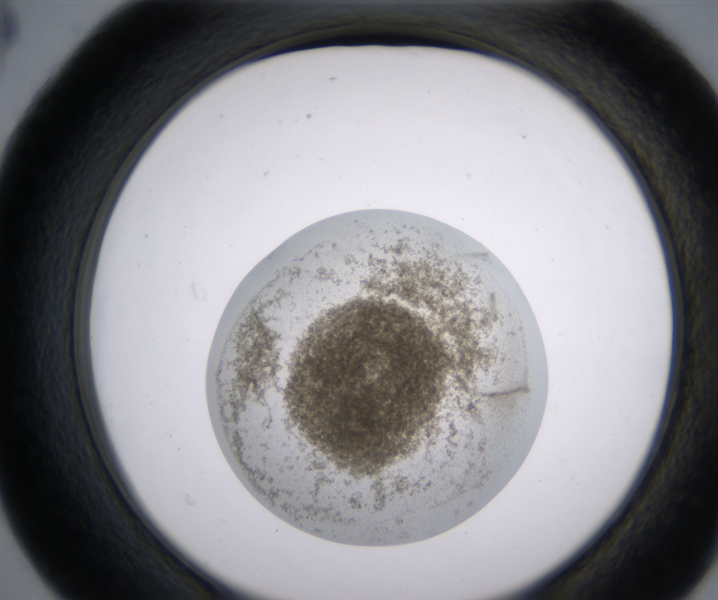 D4_HighResolution_Precipitate_2.jpg