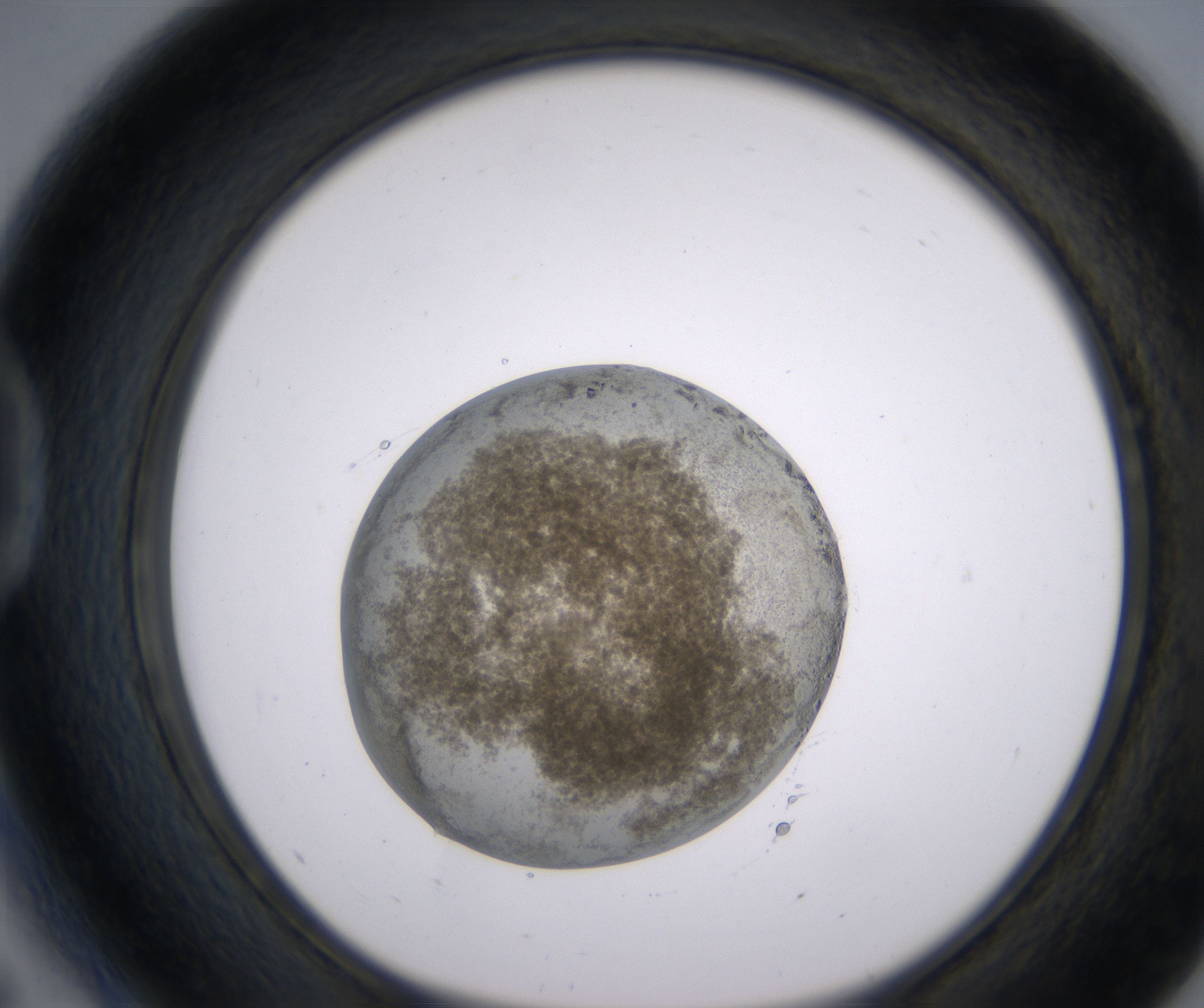 D5_HighResolution_Precipitate_1.jpg