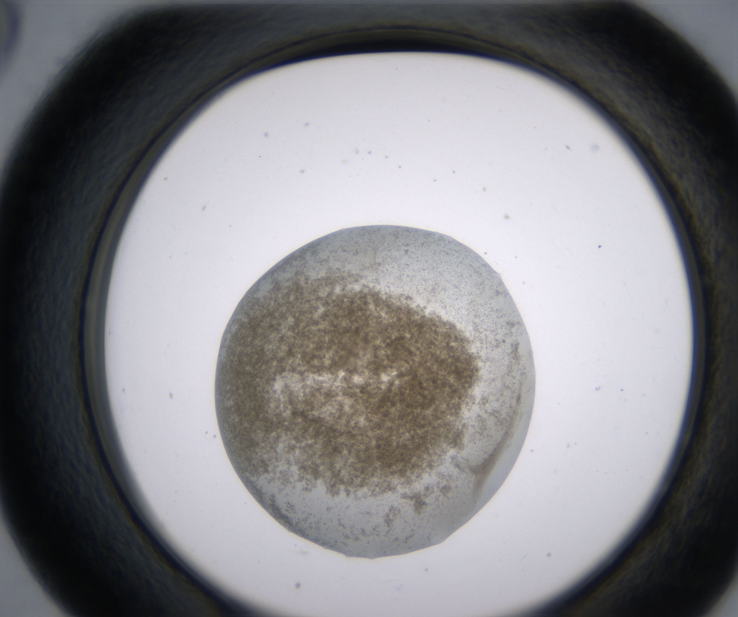 D5_HighResolution_Precipitate_2.jpg