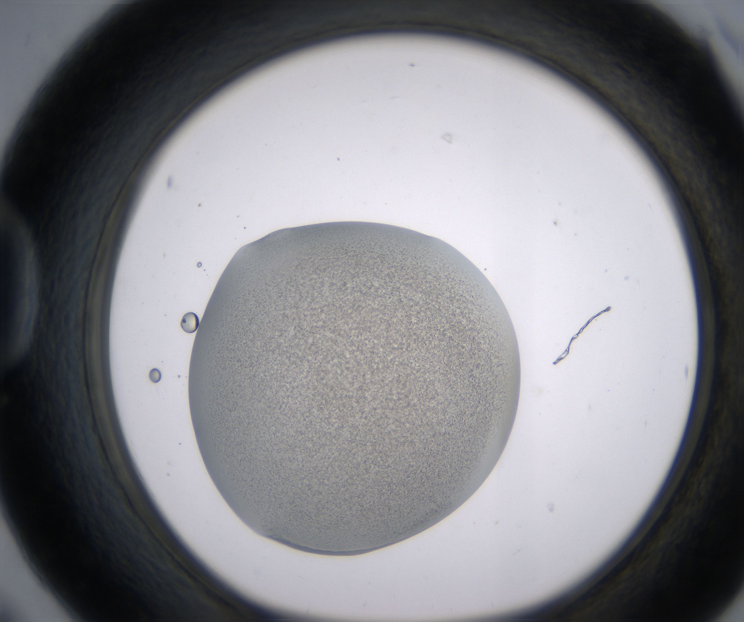 D6_HighResolution_Precipitate_1.jpg