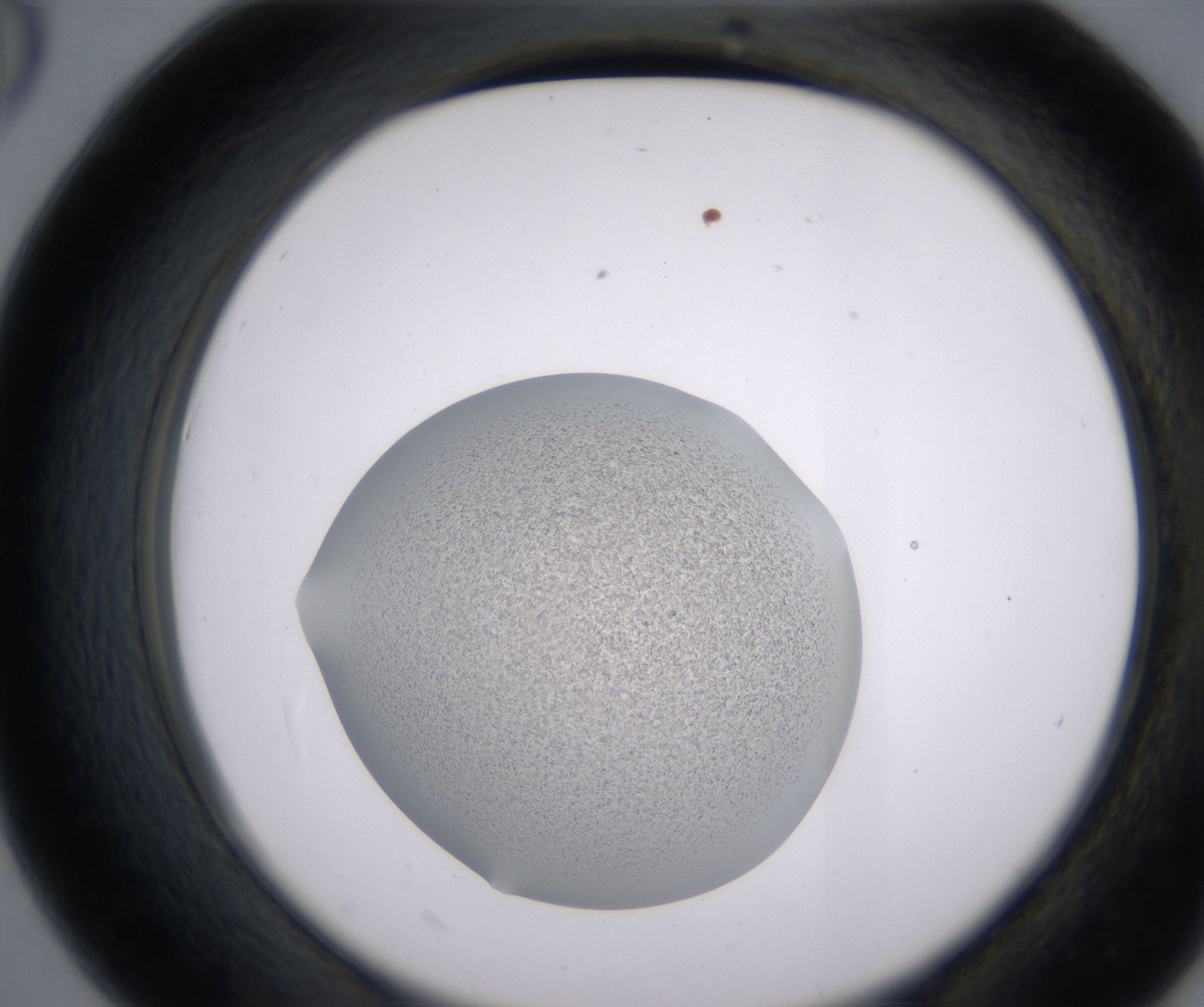 D6_HighResolution_Precipitate_2.jpg