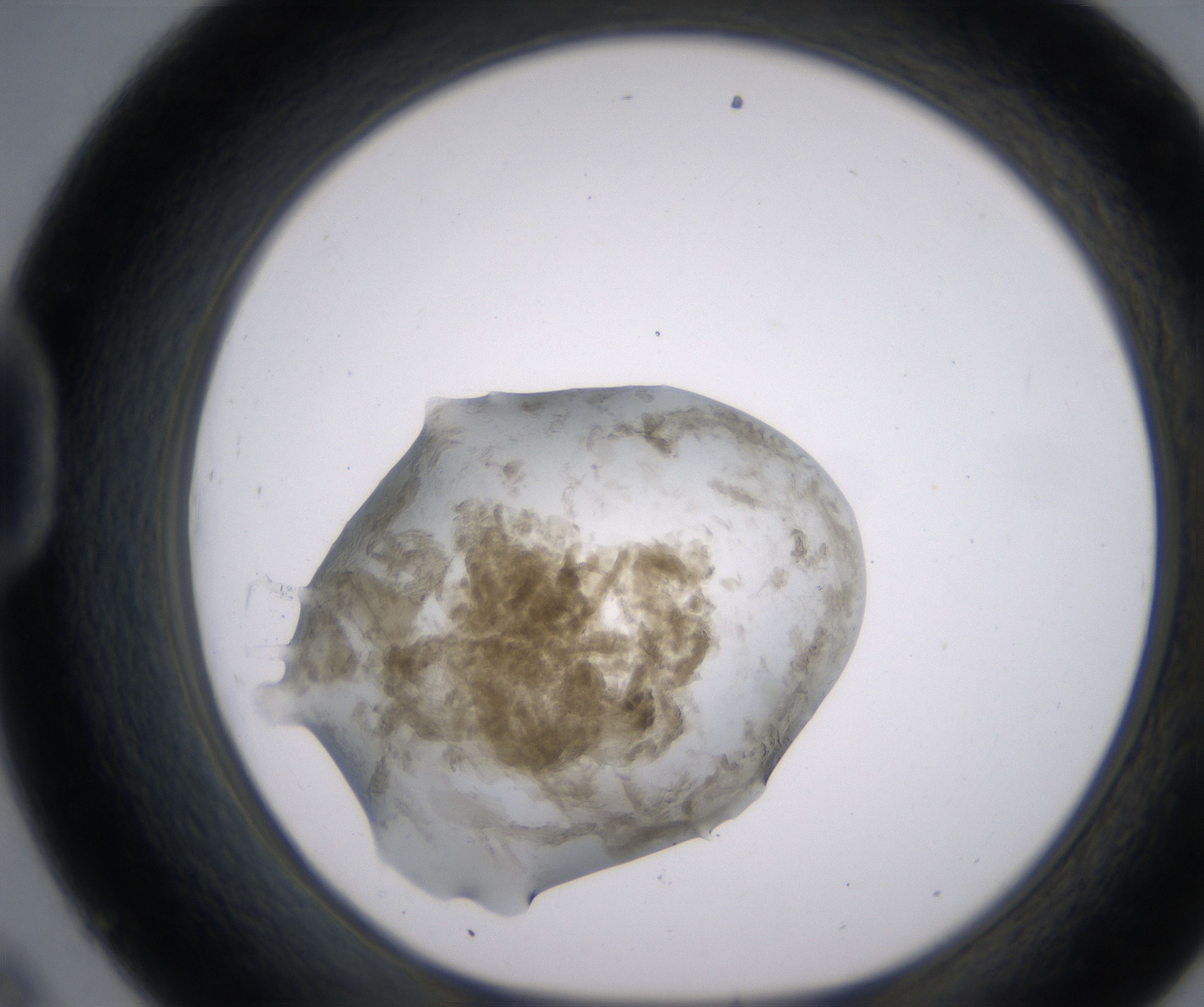 D9_HighResolution_Precipitate_1.jpg