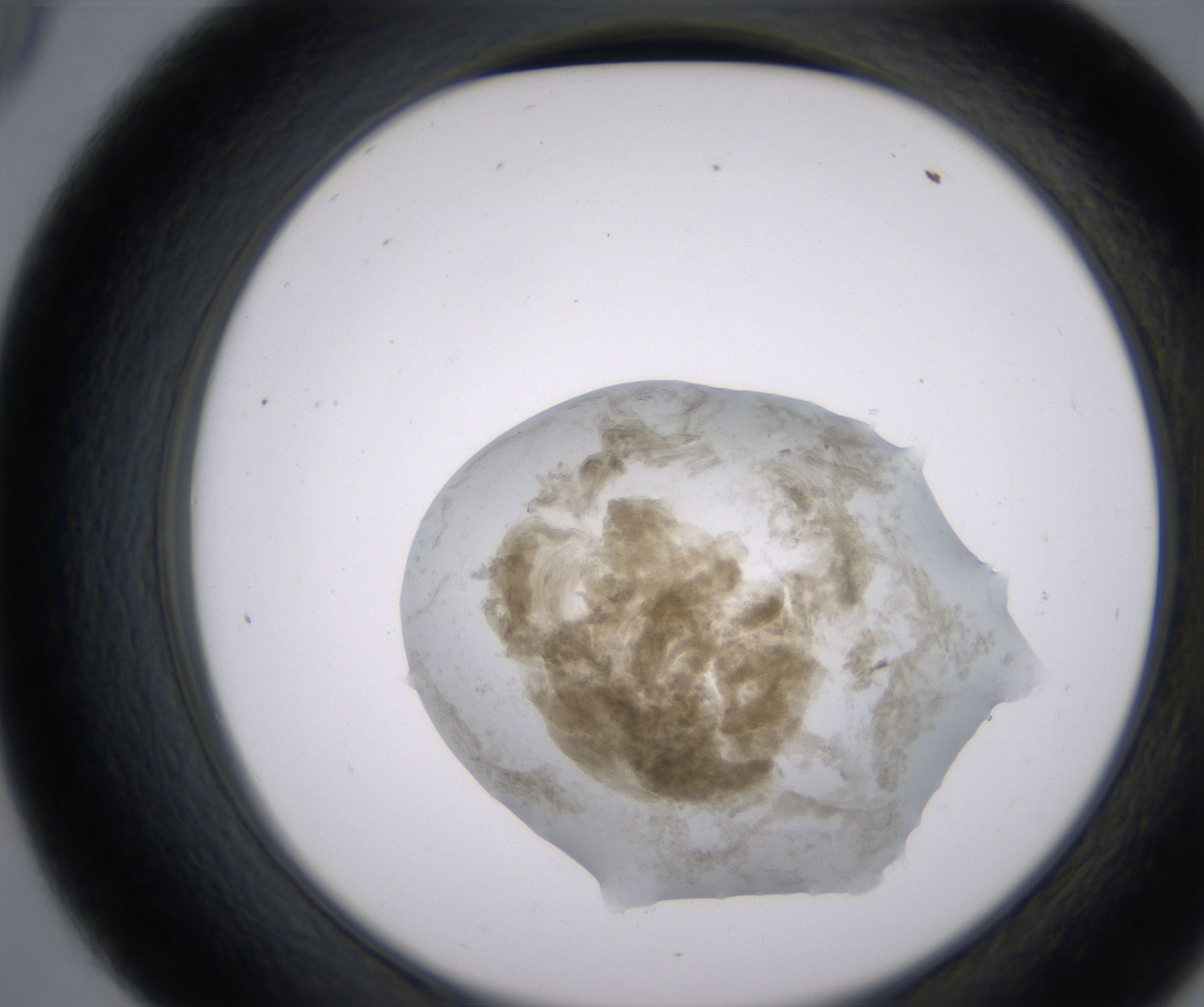 D9_HighResolution_Precipitate_2.jpg