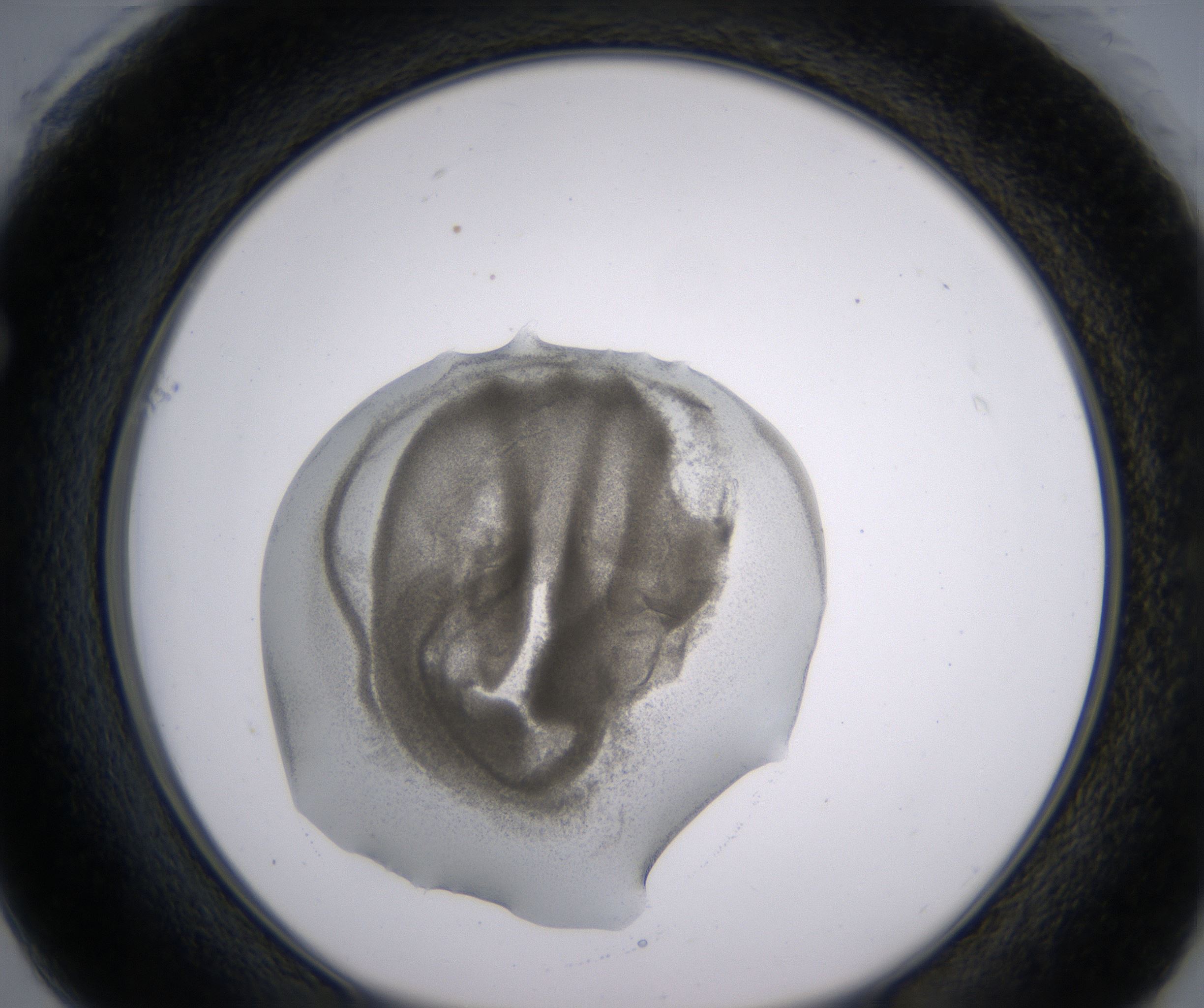 F1_HighResolution_Precipitate_1.jpg