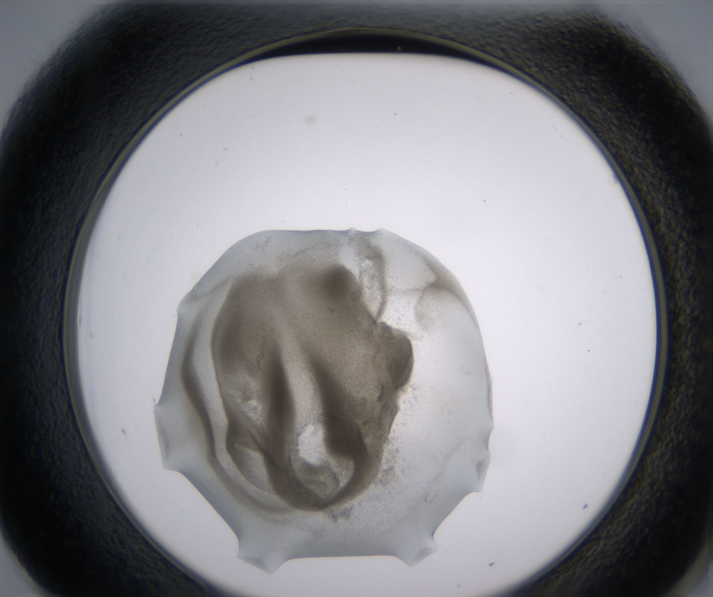 F1_HighResolution_Precipitate_2.jpg