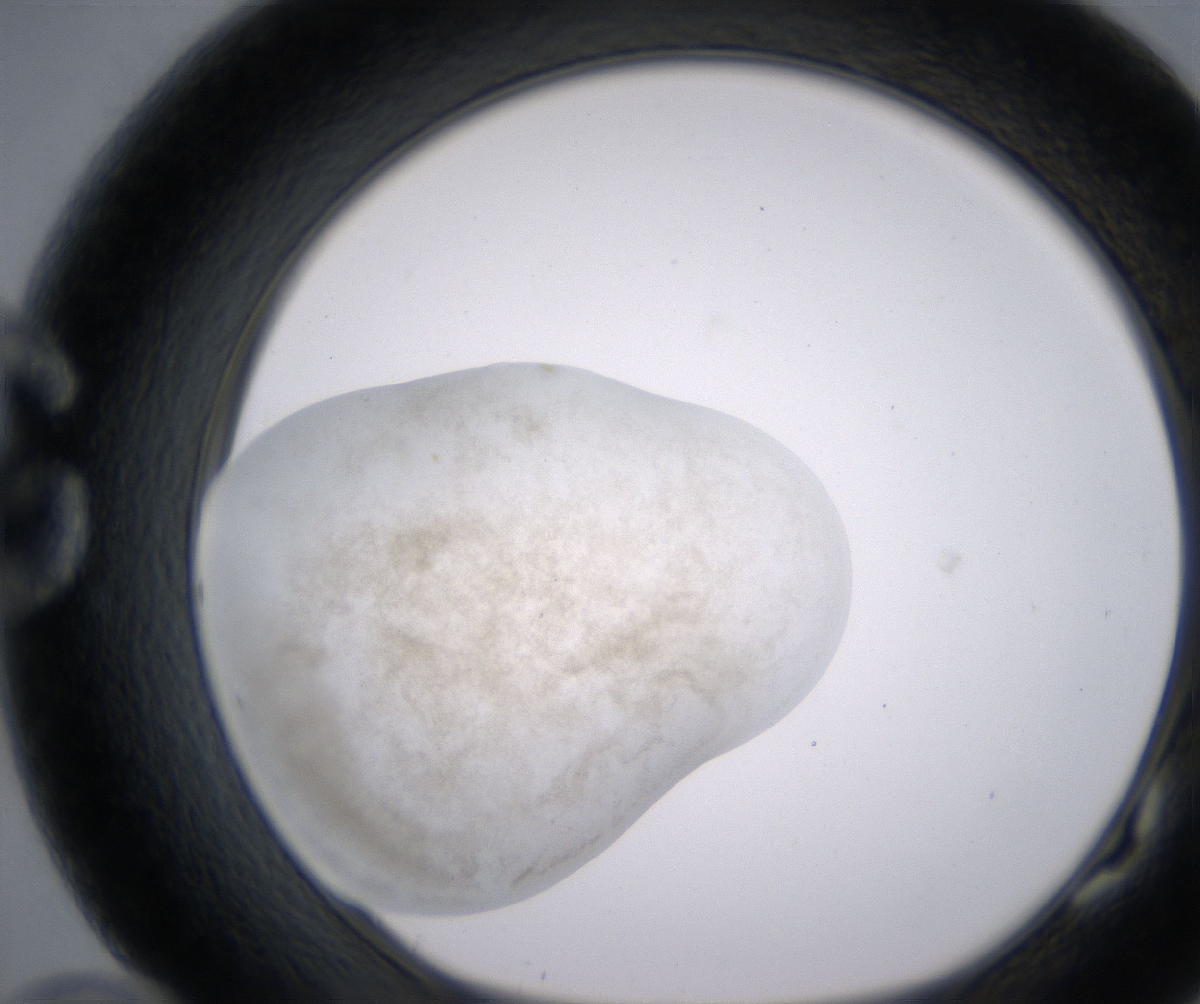 G10_HighResolution_Precipitate_1.jpg