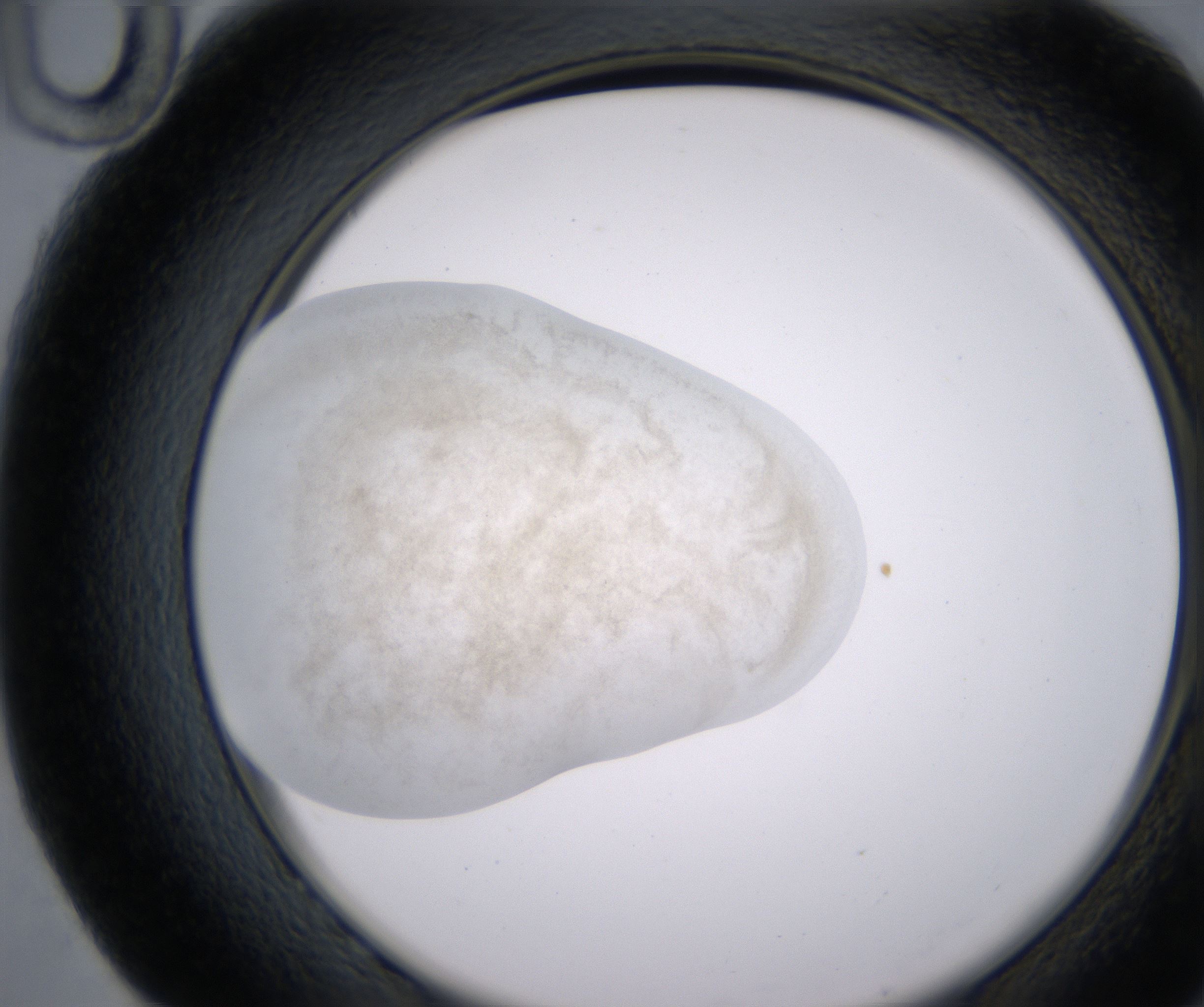 G10_HighResolution_Precipitate_2.jpg