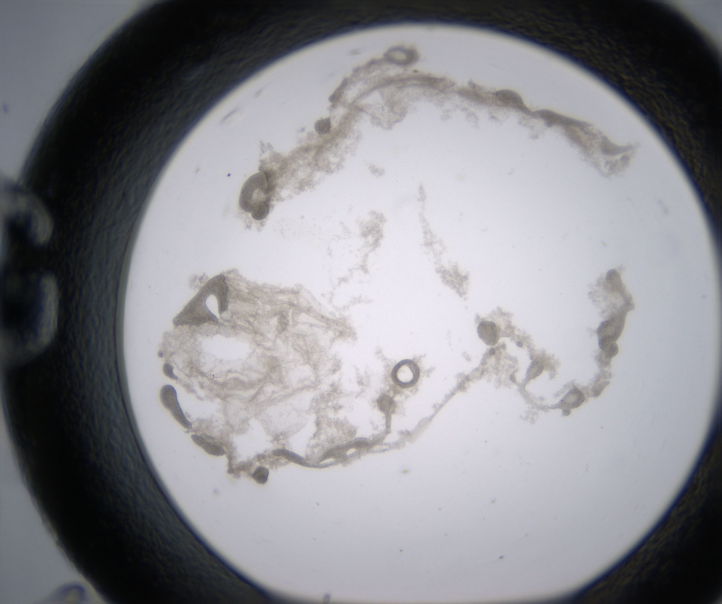 G11_HighResolution_Precipitate_1.jpg