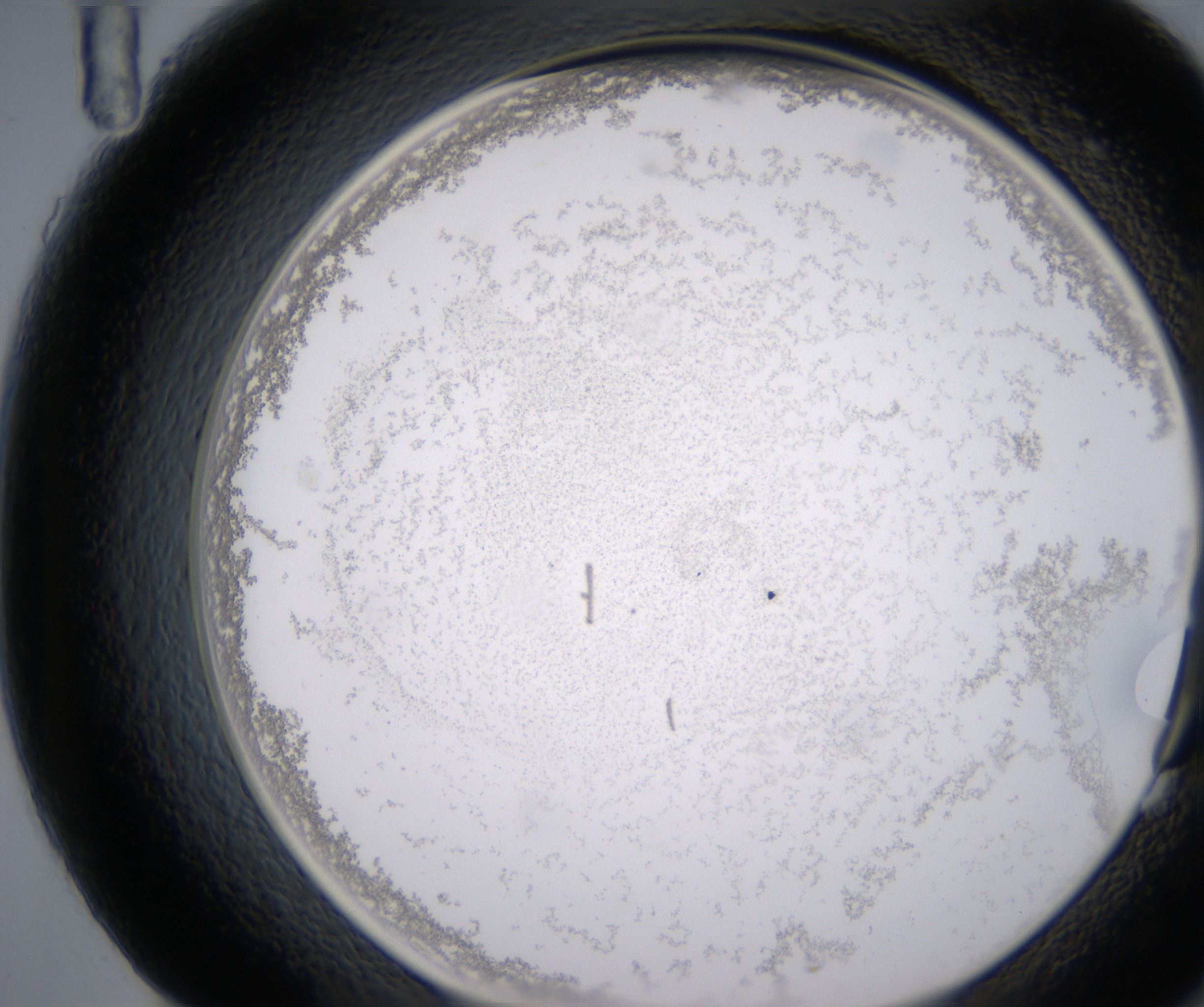 G11_HighResolution_Precipitate_2.jpg