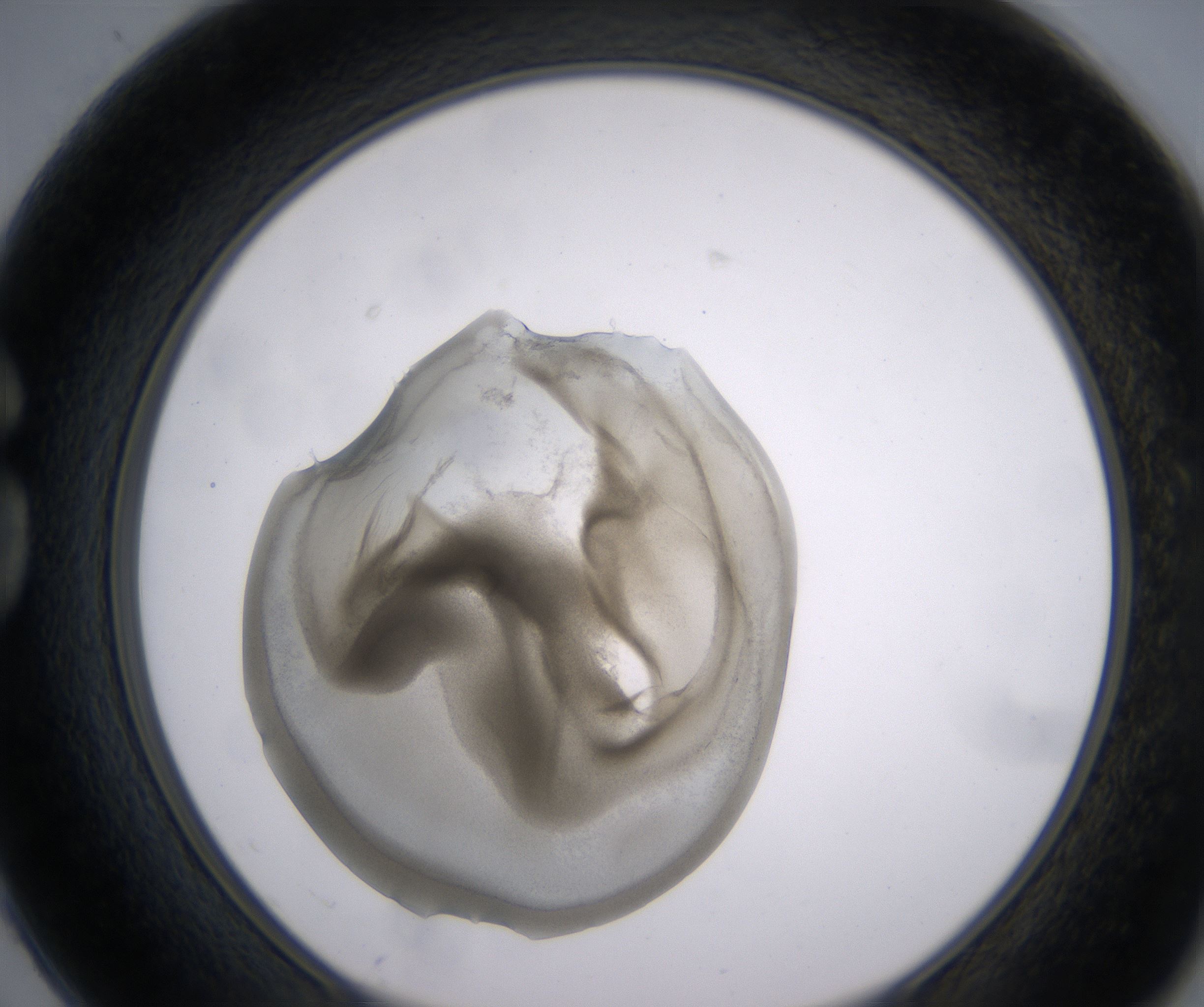 G2_HighResolution_Precipitate_1.jpg