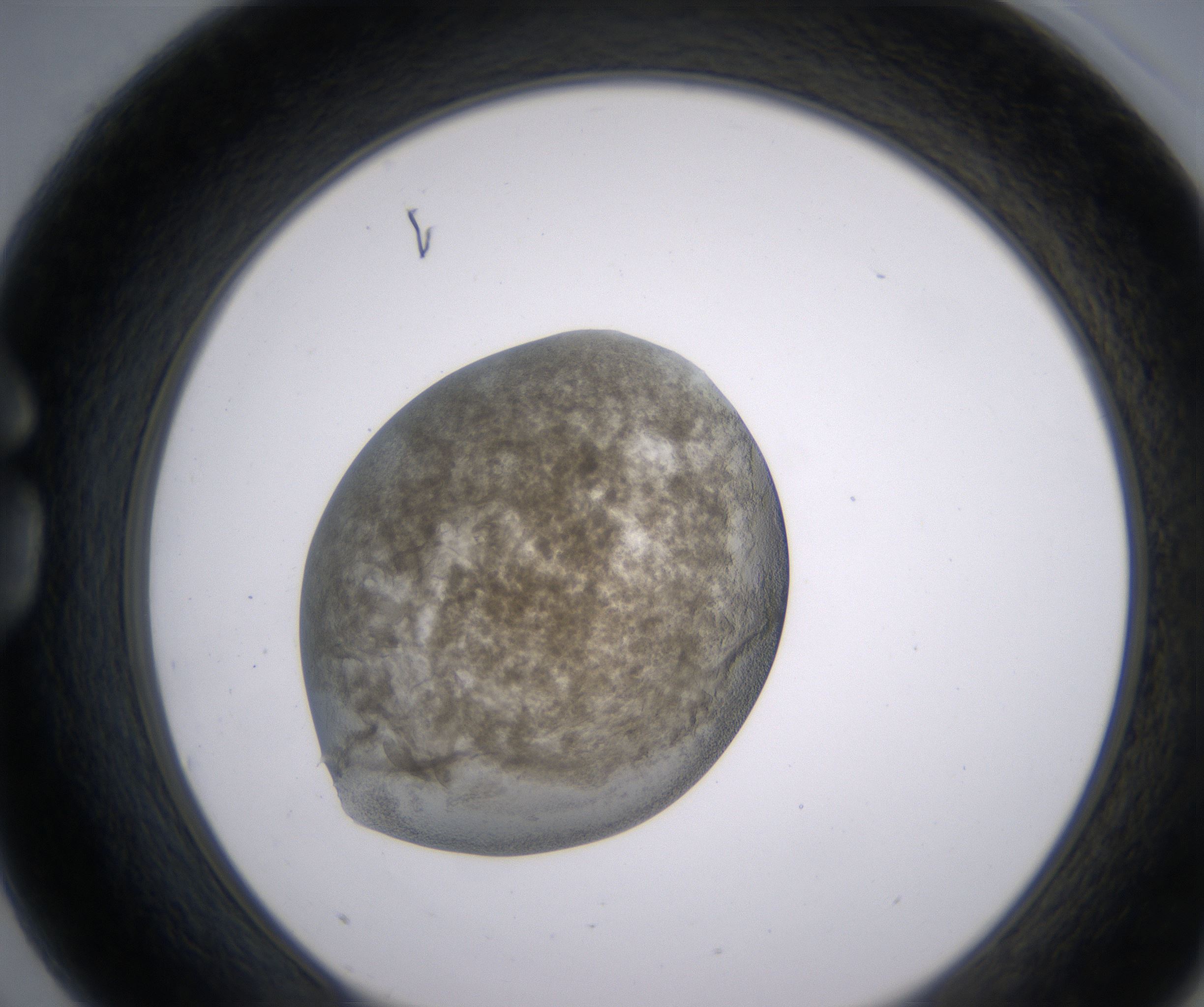 G3_HighResolution_Precipitate_1.jpg