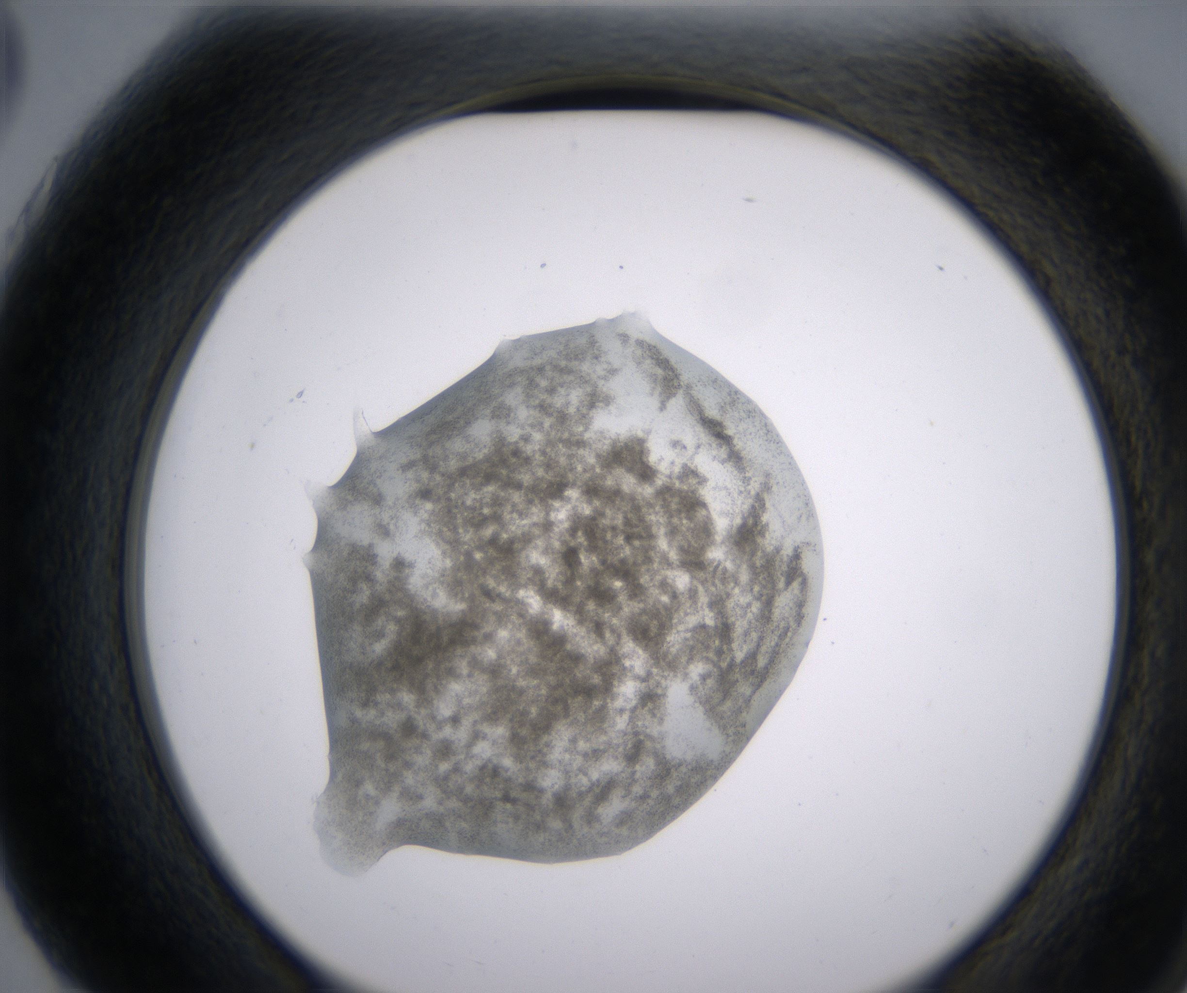 G3_HighResolution_Precipitate_2.jpg
