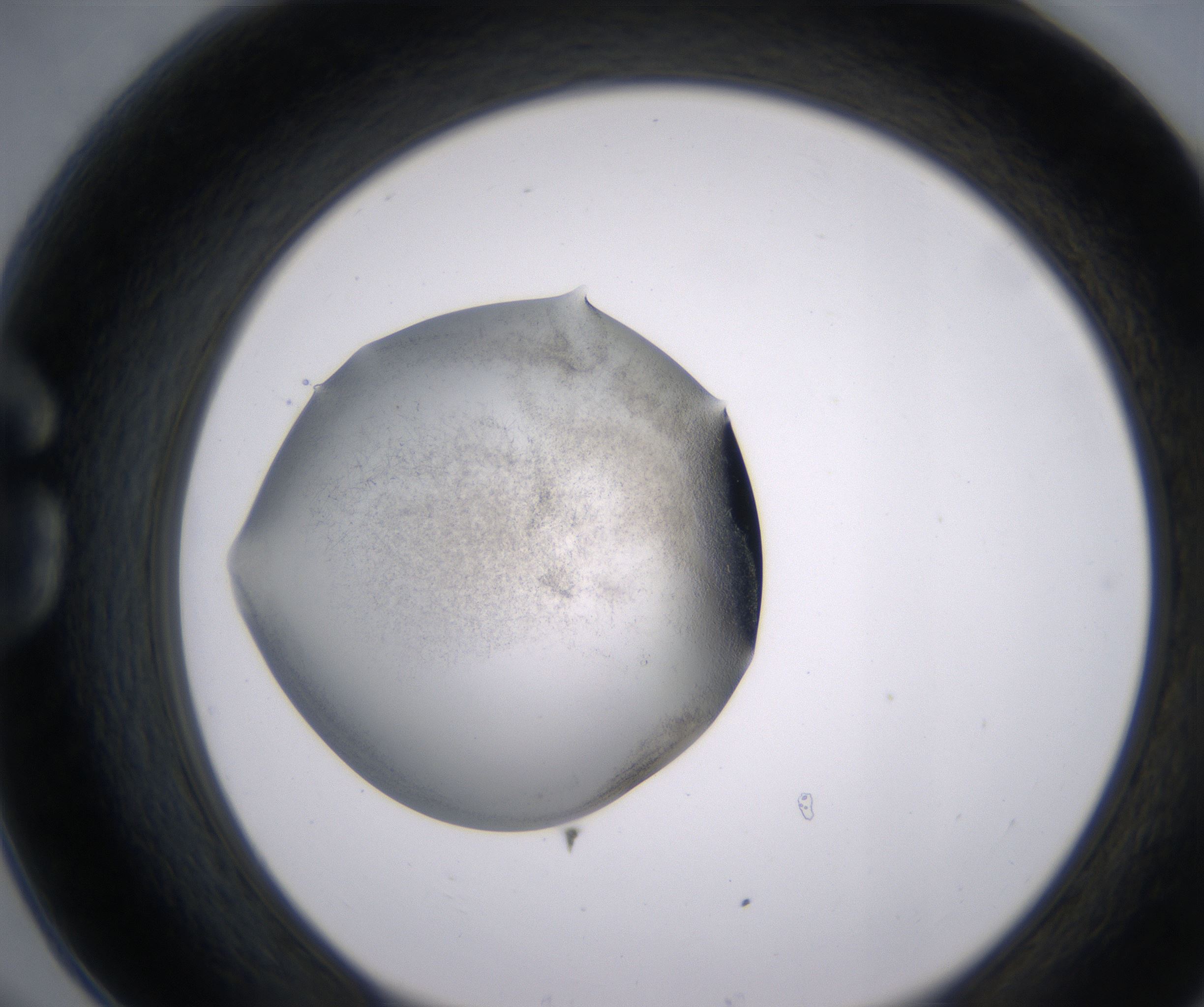 G6_HighResolution_Precipitate_1.jpg