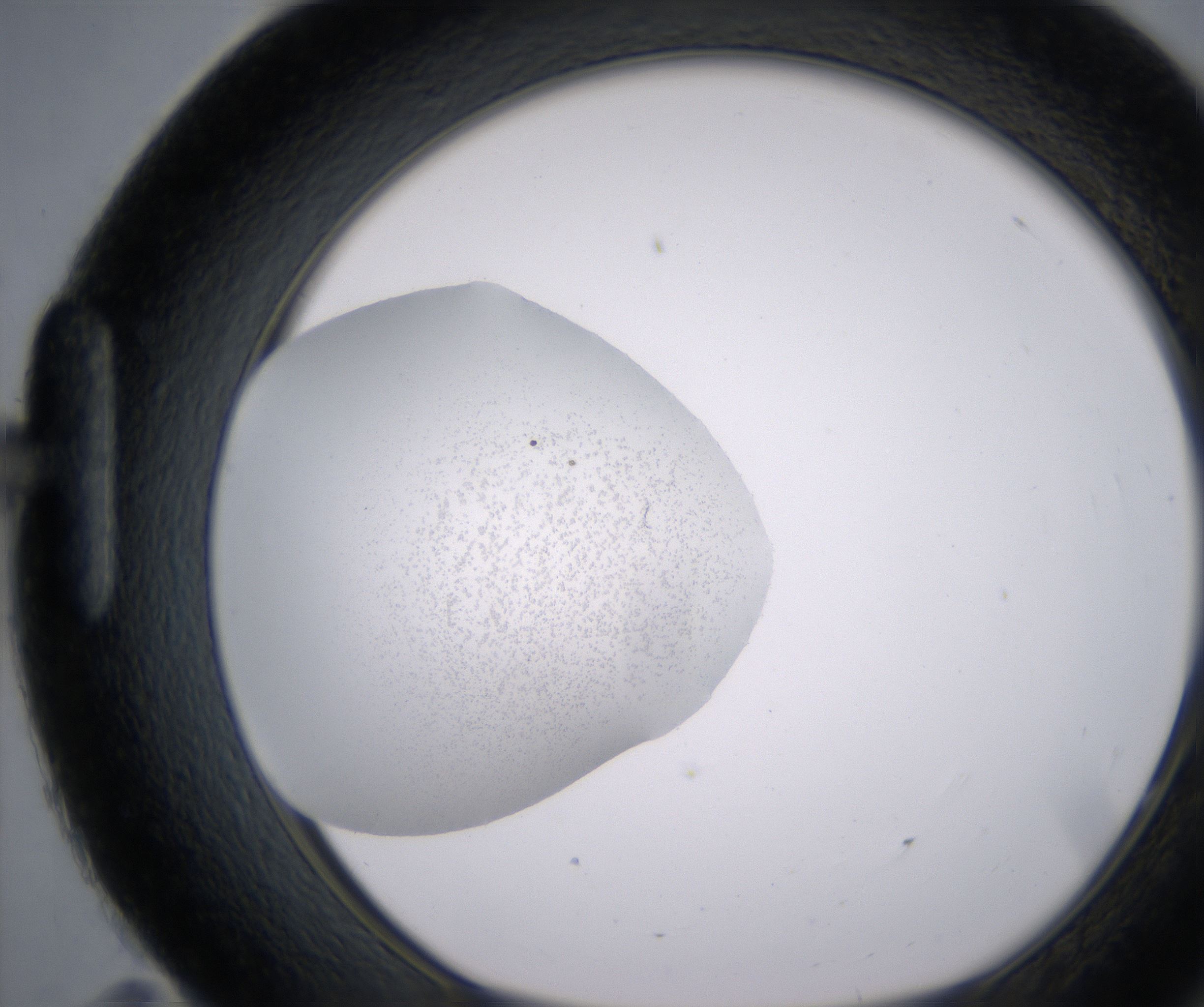 H11_HighResolution_Precipitate_1.jpg