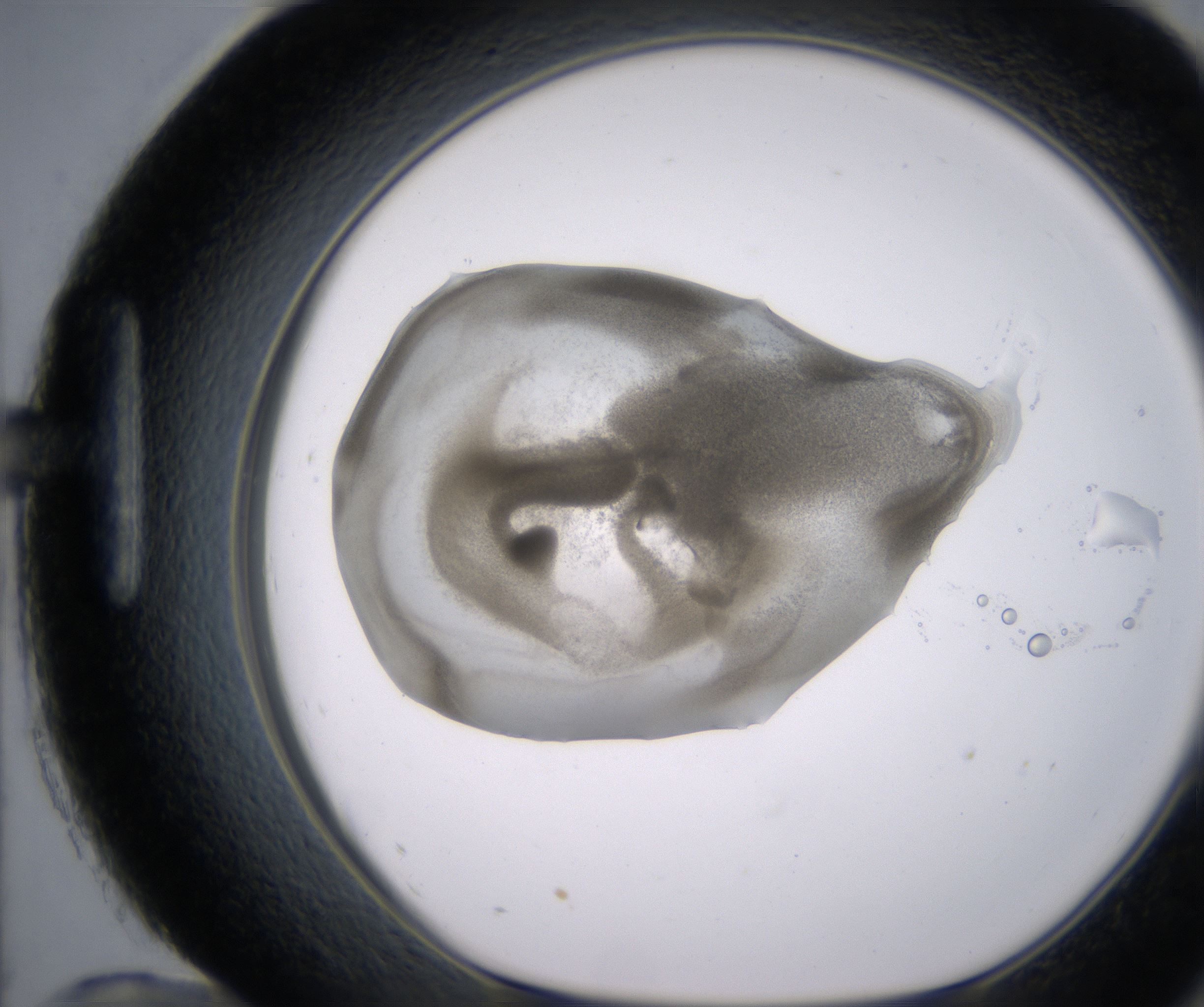H12_HighResolution_Precipitate_1.jpg