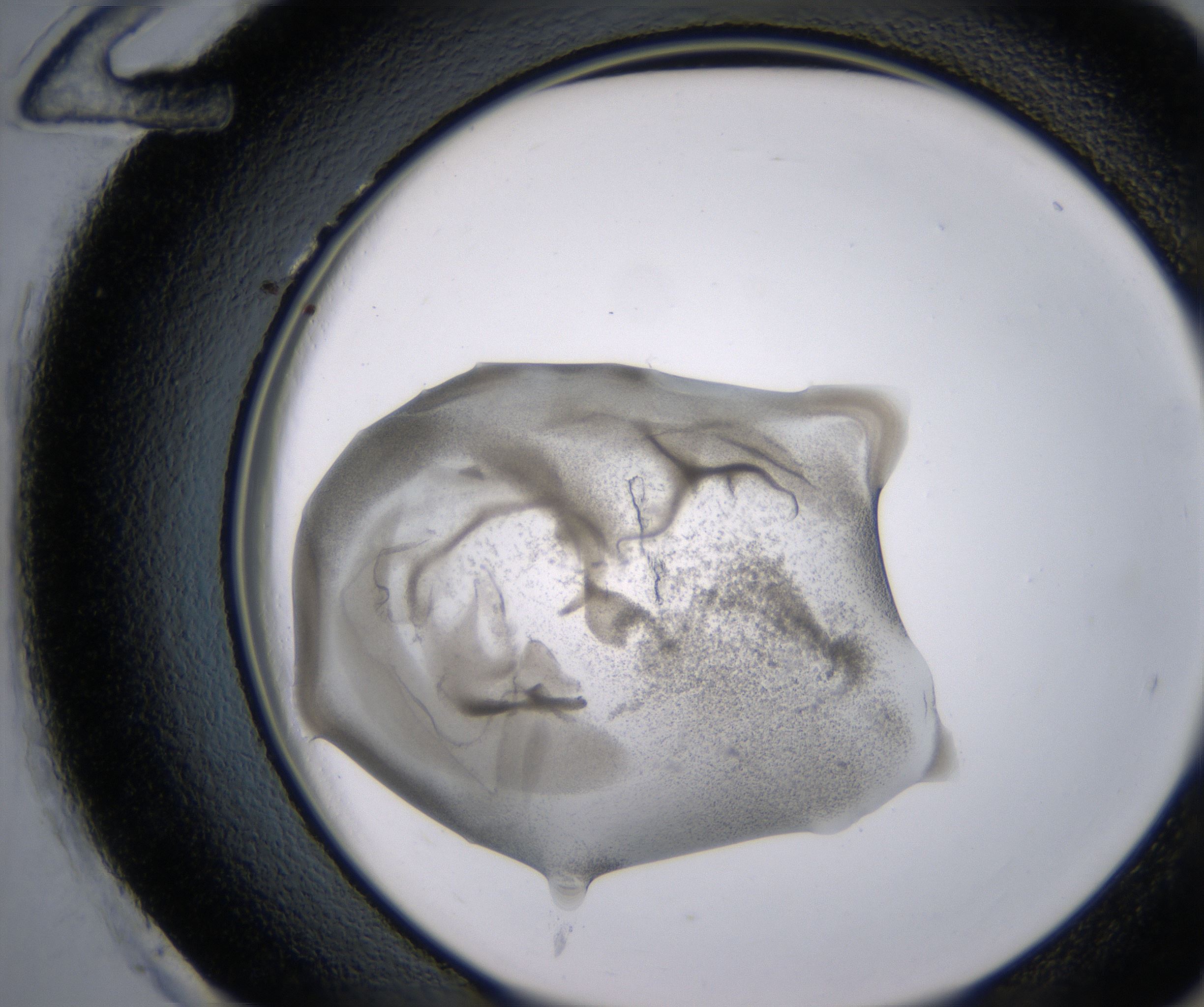 H12_HighResolution_Precipitate_2.jpg