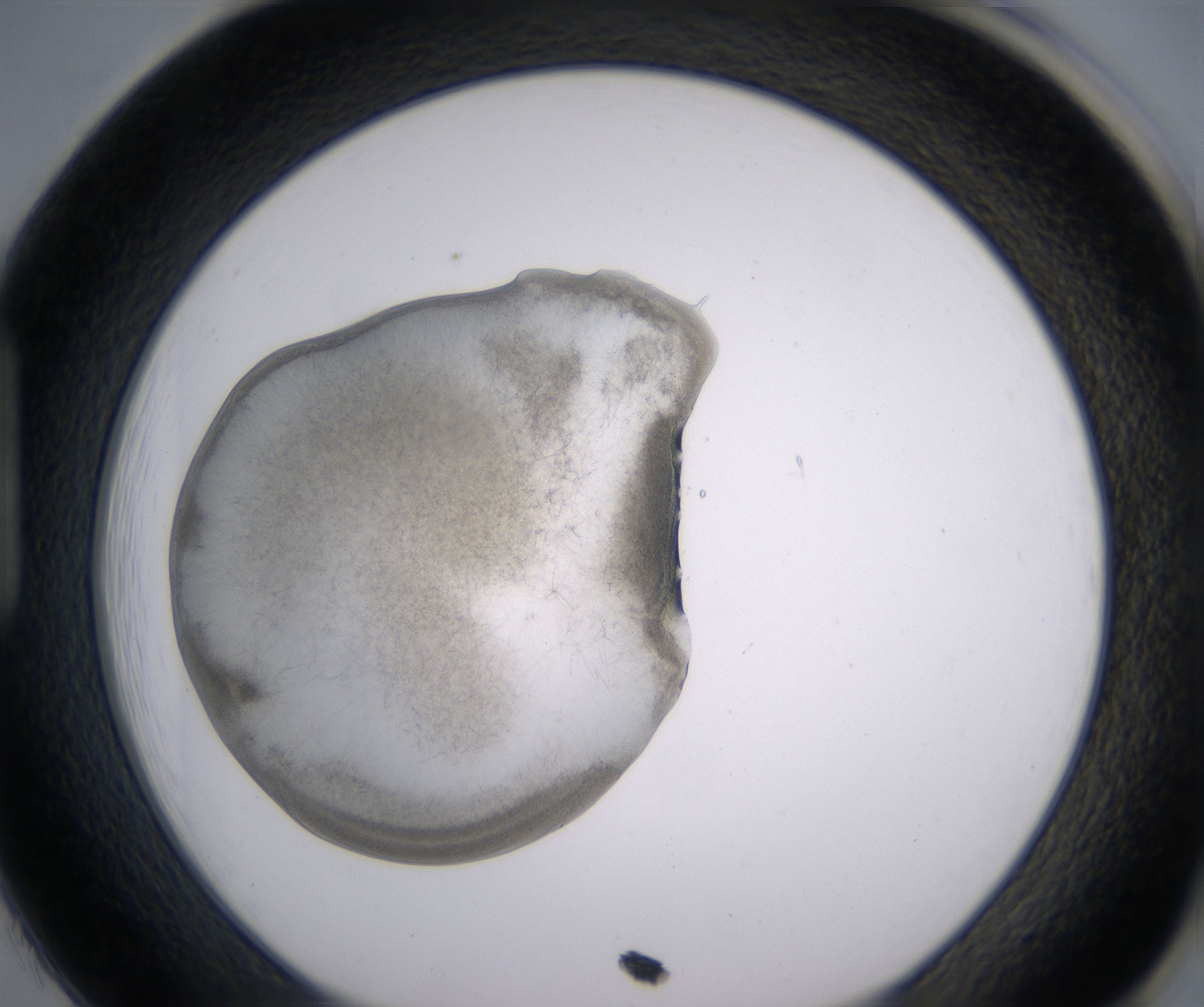 H1_HighResolution_Precipitate_1.jpg