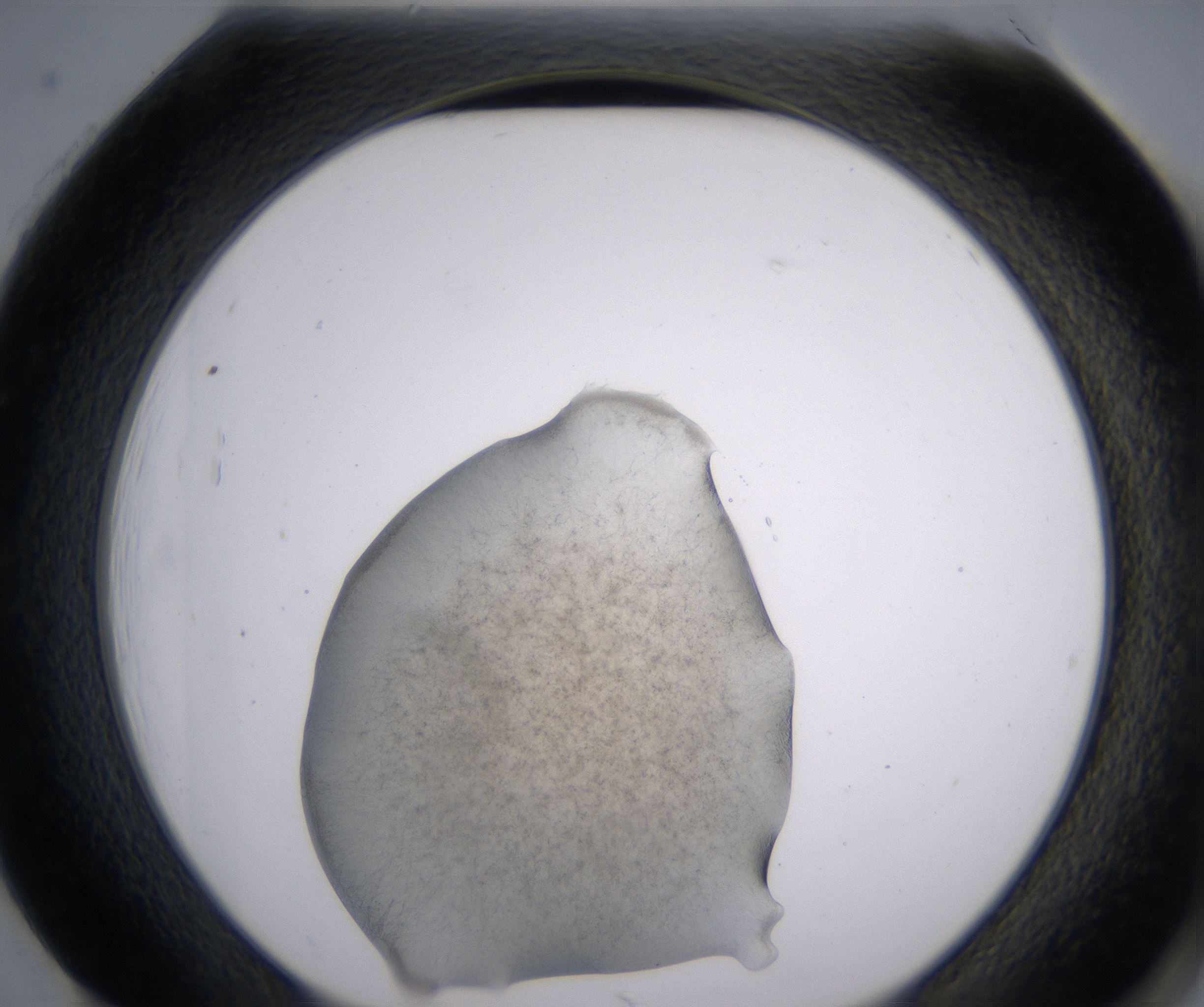 H1_HighResolution_Precipitate_2.jpg