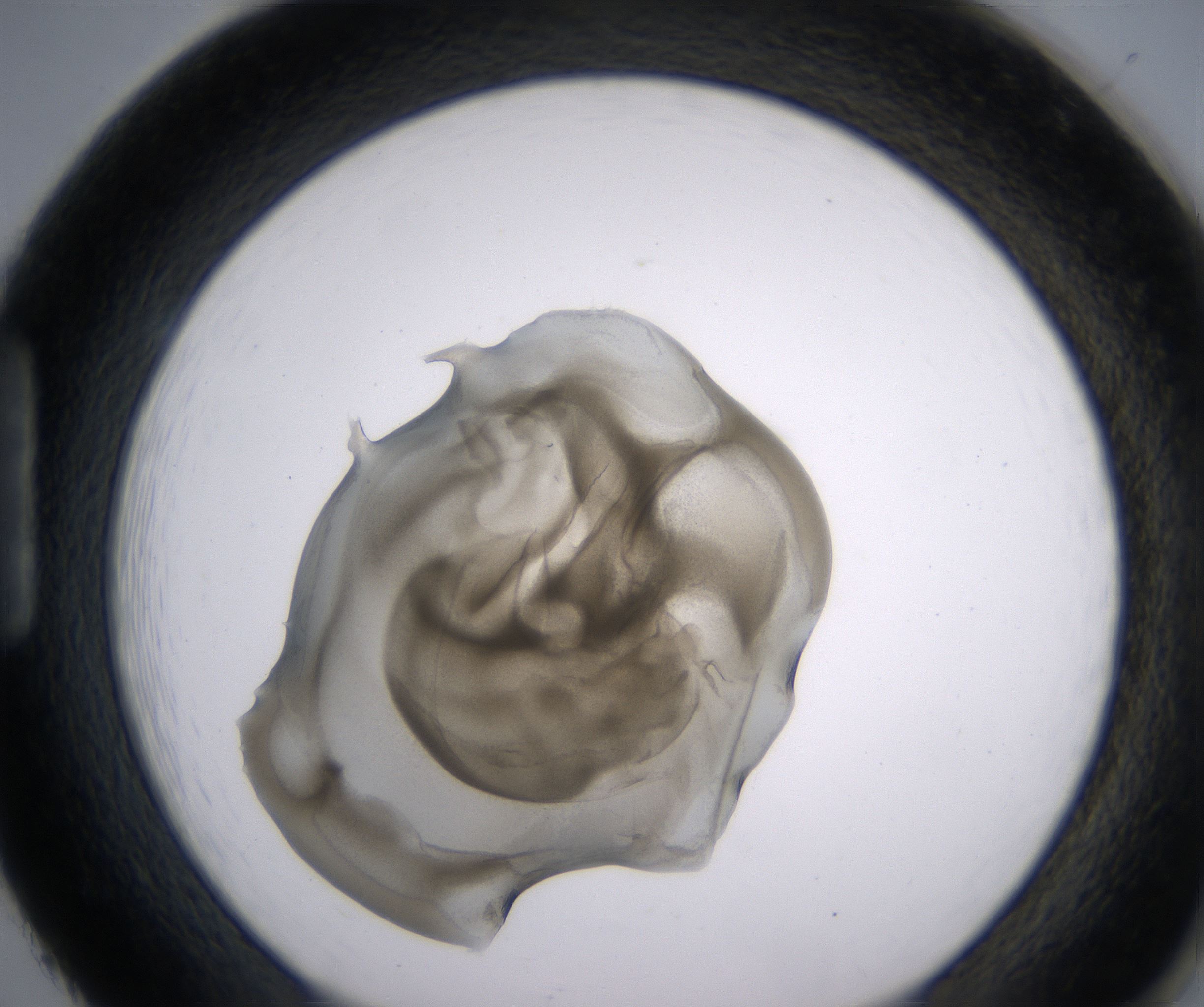 H2_HighResolution_Precipitate_1.jpg