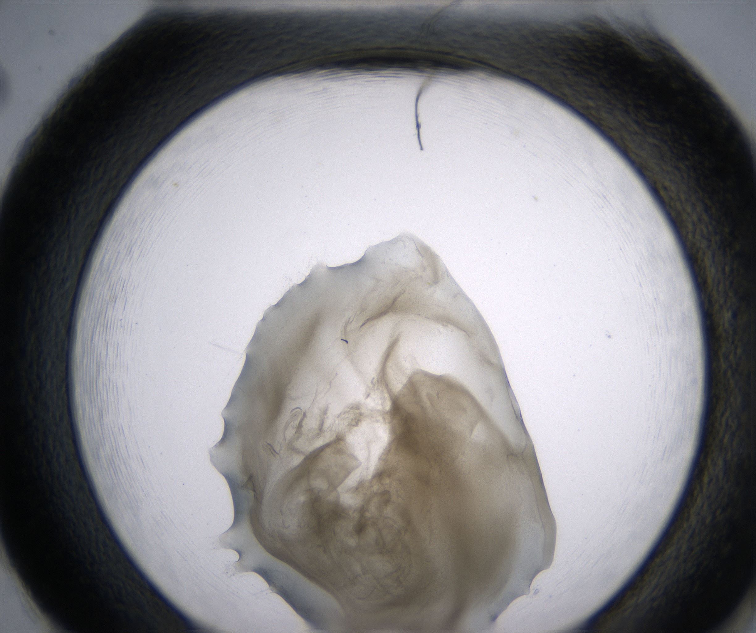H2_HighResolution_Precipitate_2.jpg