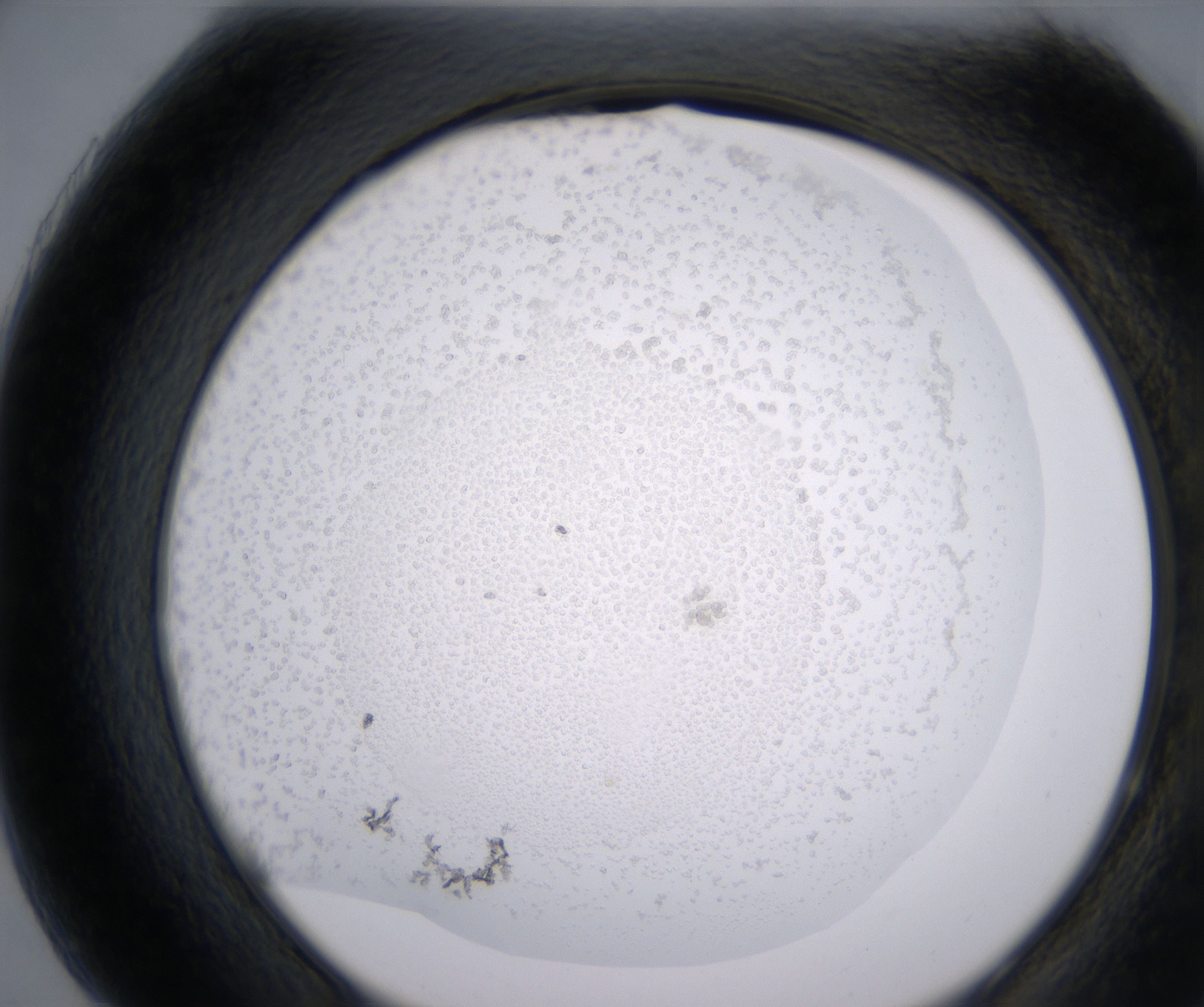 H7_HighResolution_Precipitate_2.jpg
