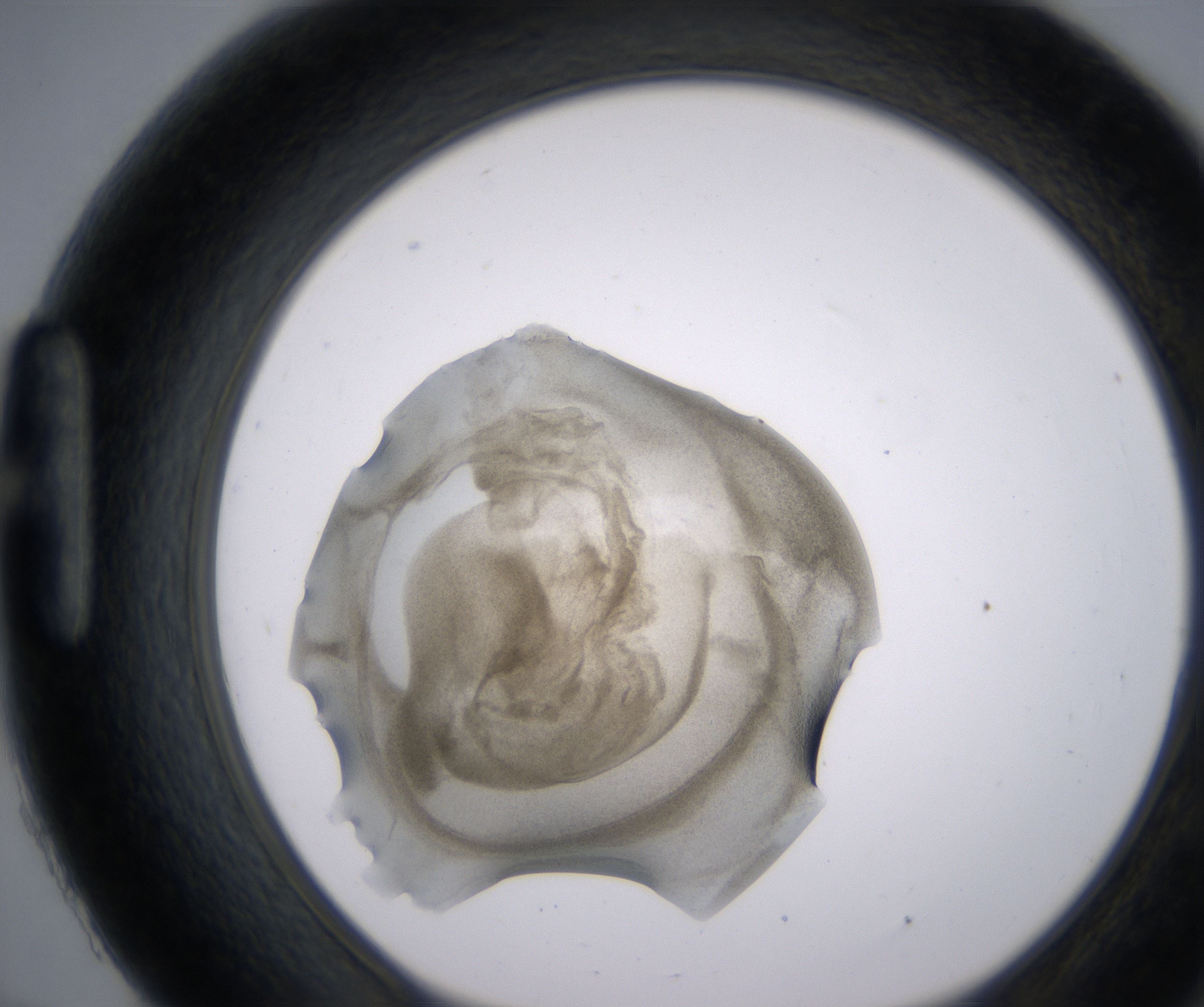 H9_HighResolution_Precipitate_1.jpg