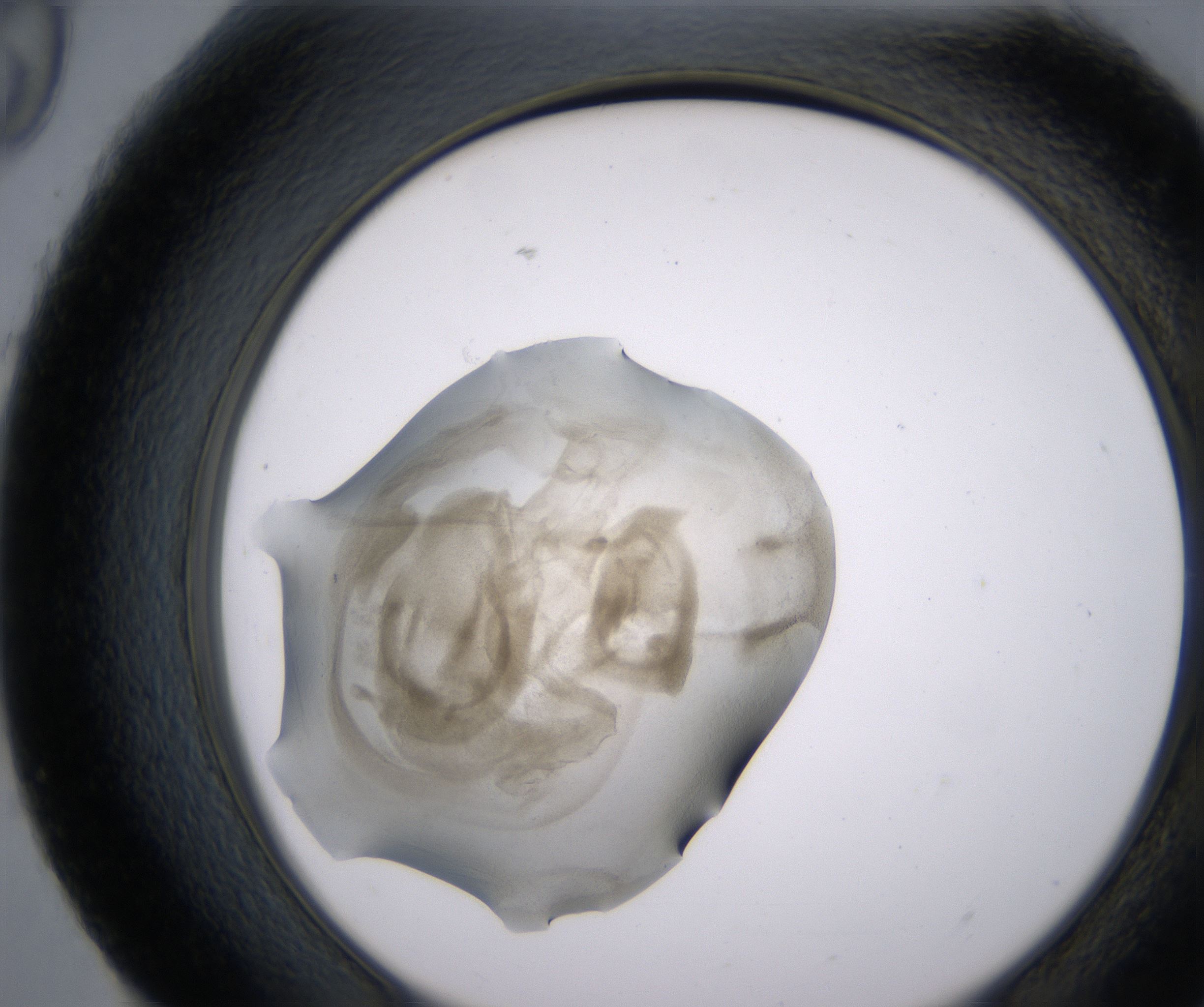 H9_HighResolution_Precipitate_2.jpg