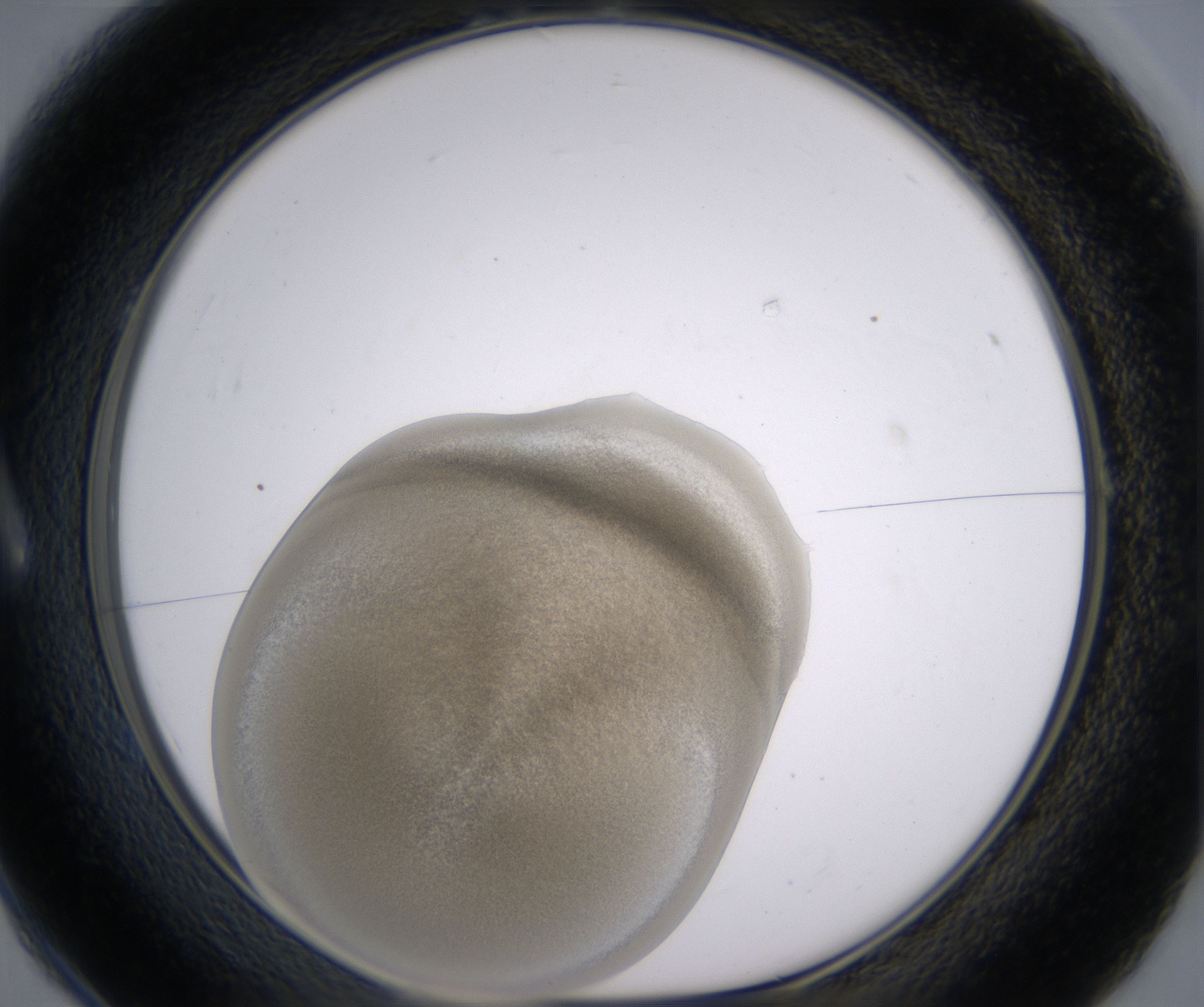 A1_HighResolution_Precipitate_1.jpg
