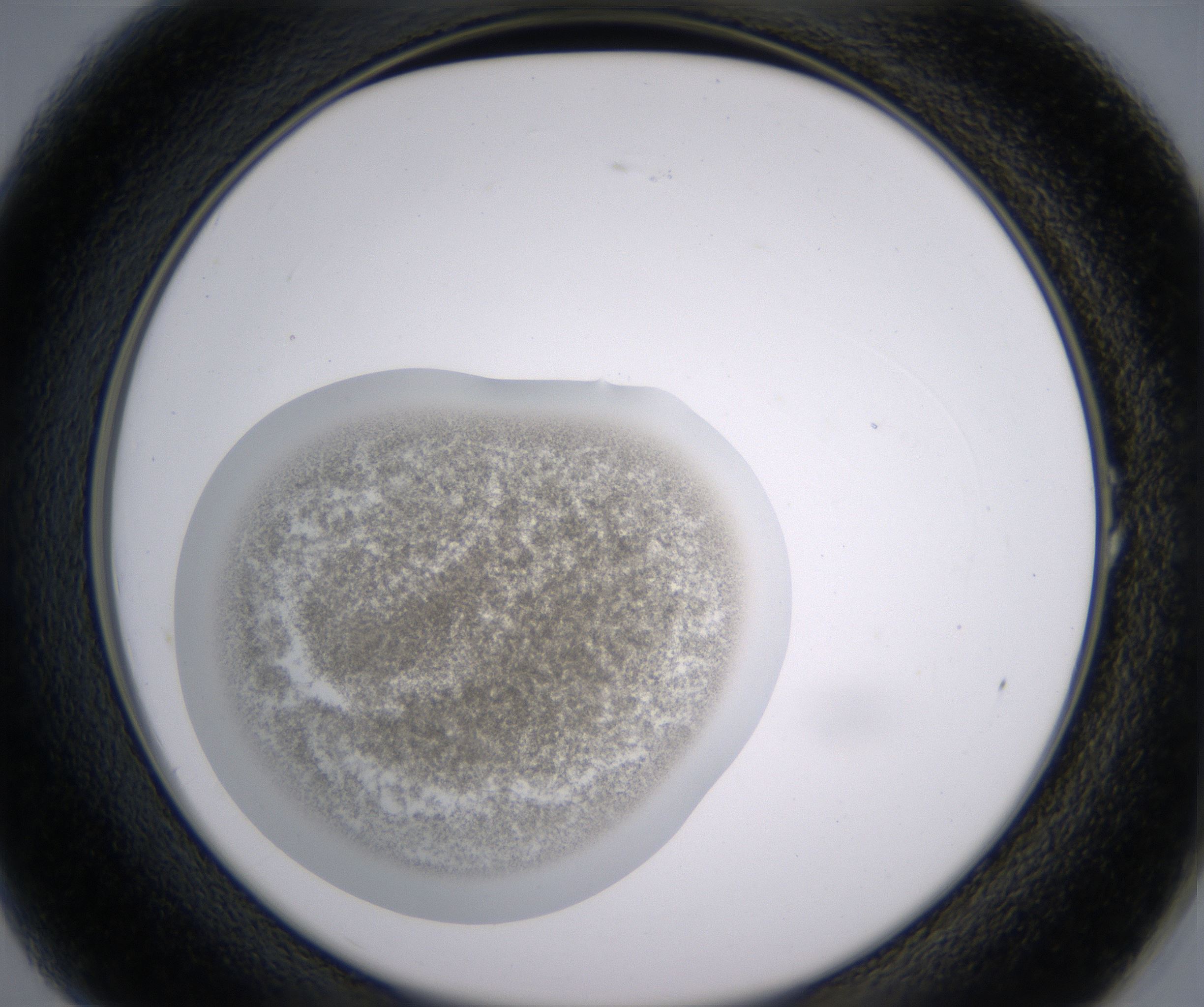 A1_HighResolution_Precipitate_2.jpg