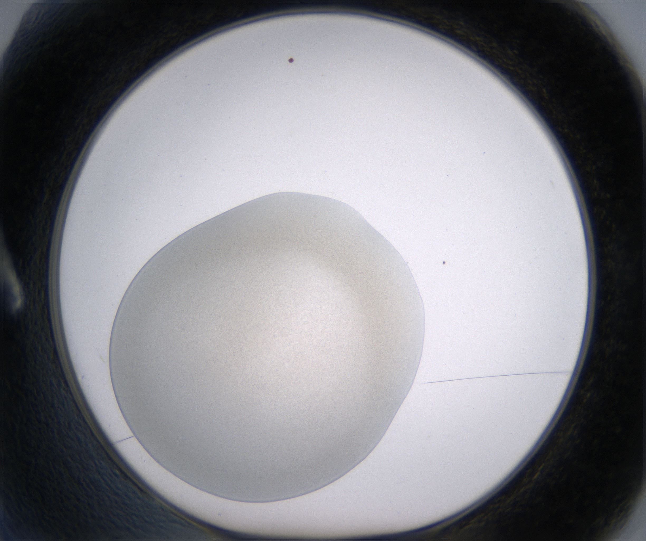 A2_HighResolution_Precipitate_1.jpg