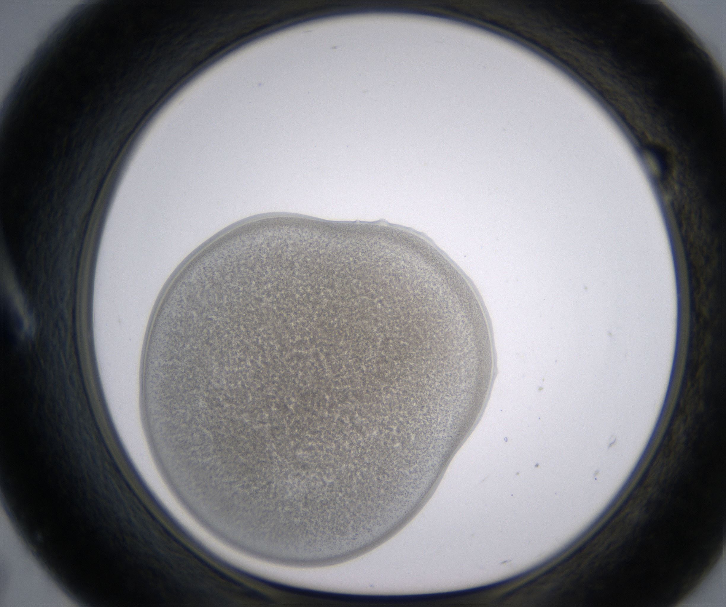 A7_HighResolution_Precipitate_1.jpg
