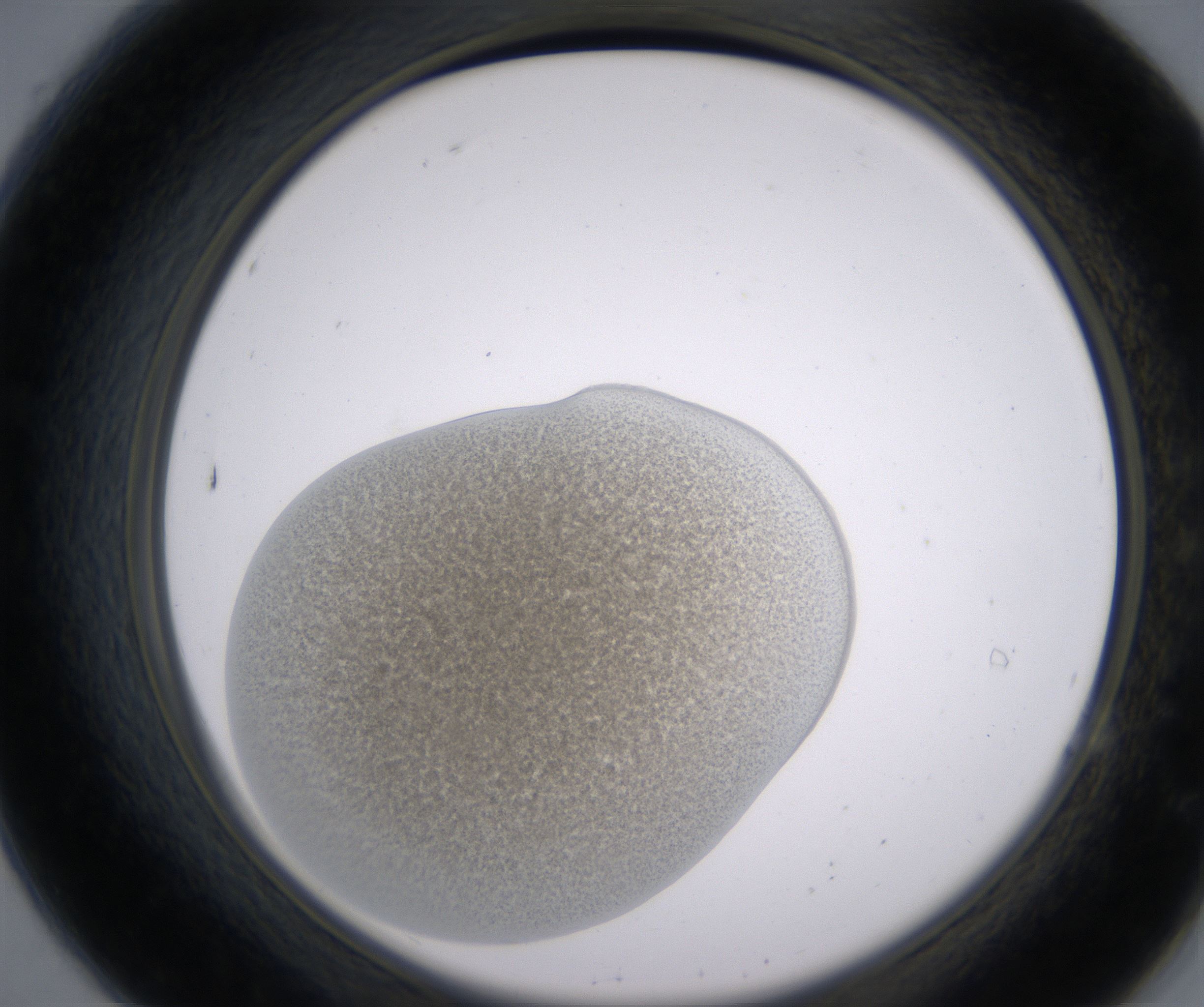 A7_HighResolution_Precipitate_2.jpg