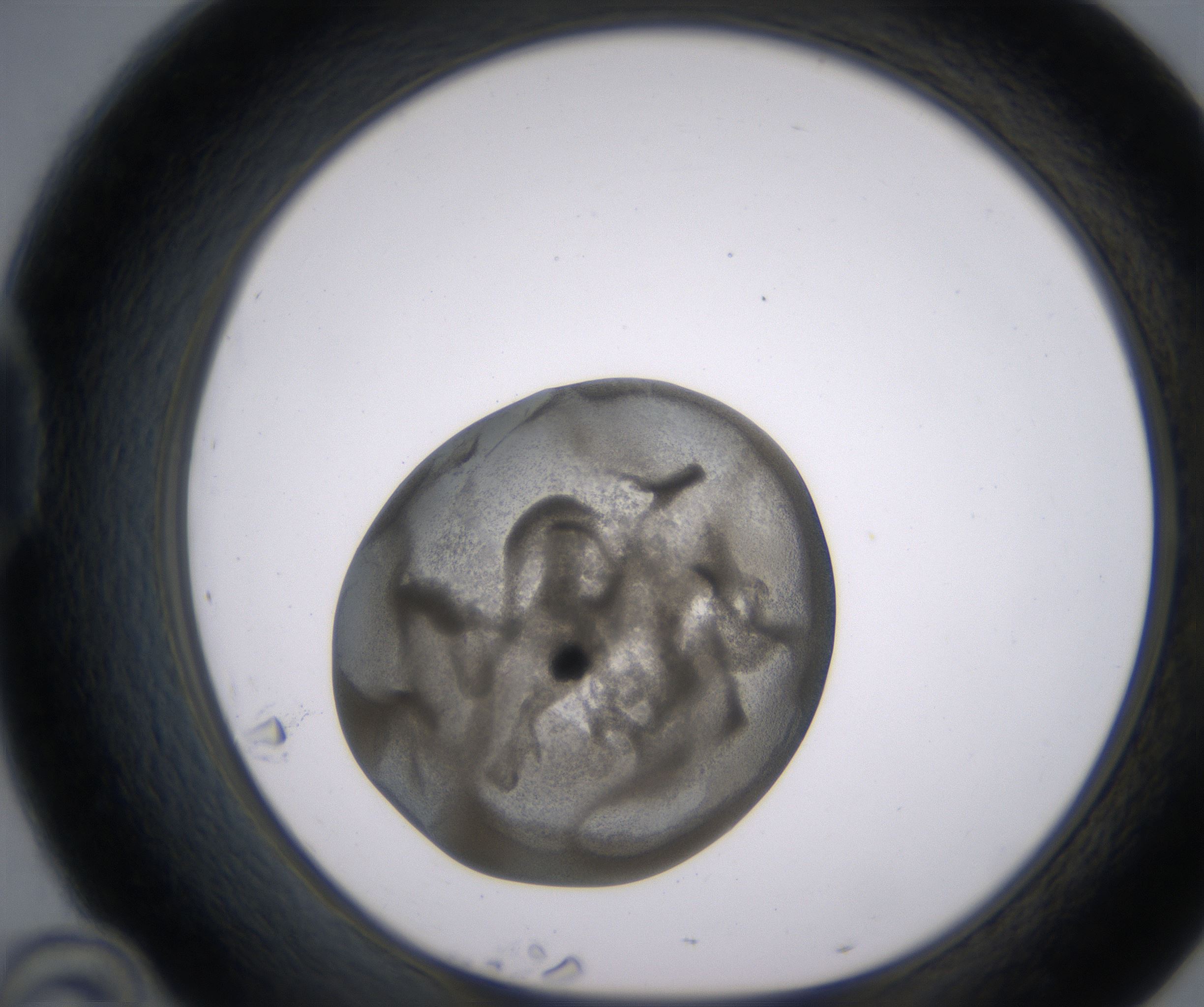 D10_HighResolution_Precipitate_1.jpg