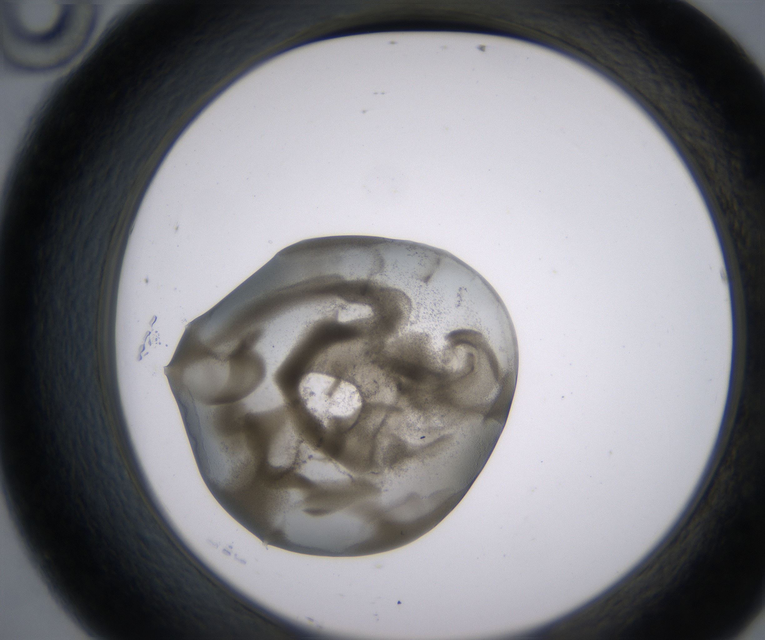 D10_HighResolution_Precipitate_2.jpg