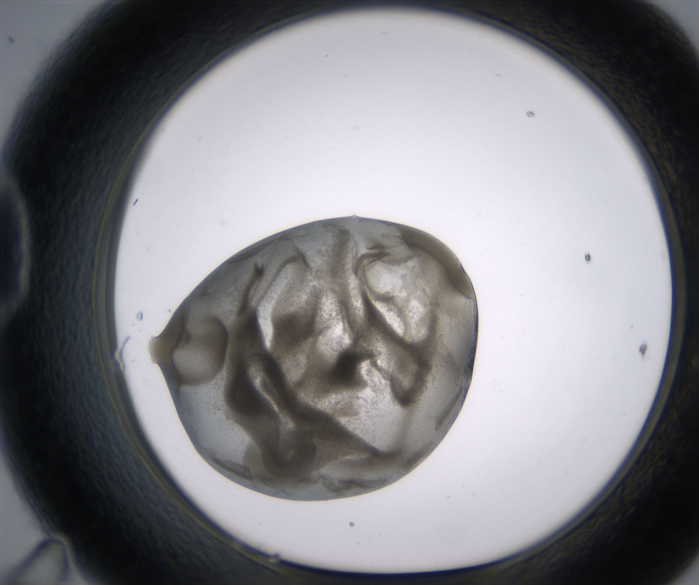 D11_HighResolution_Precipitate_1.jpg