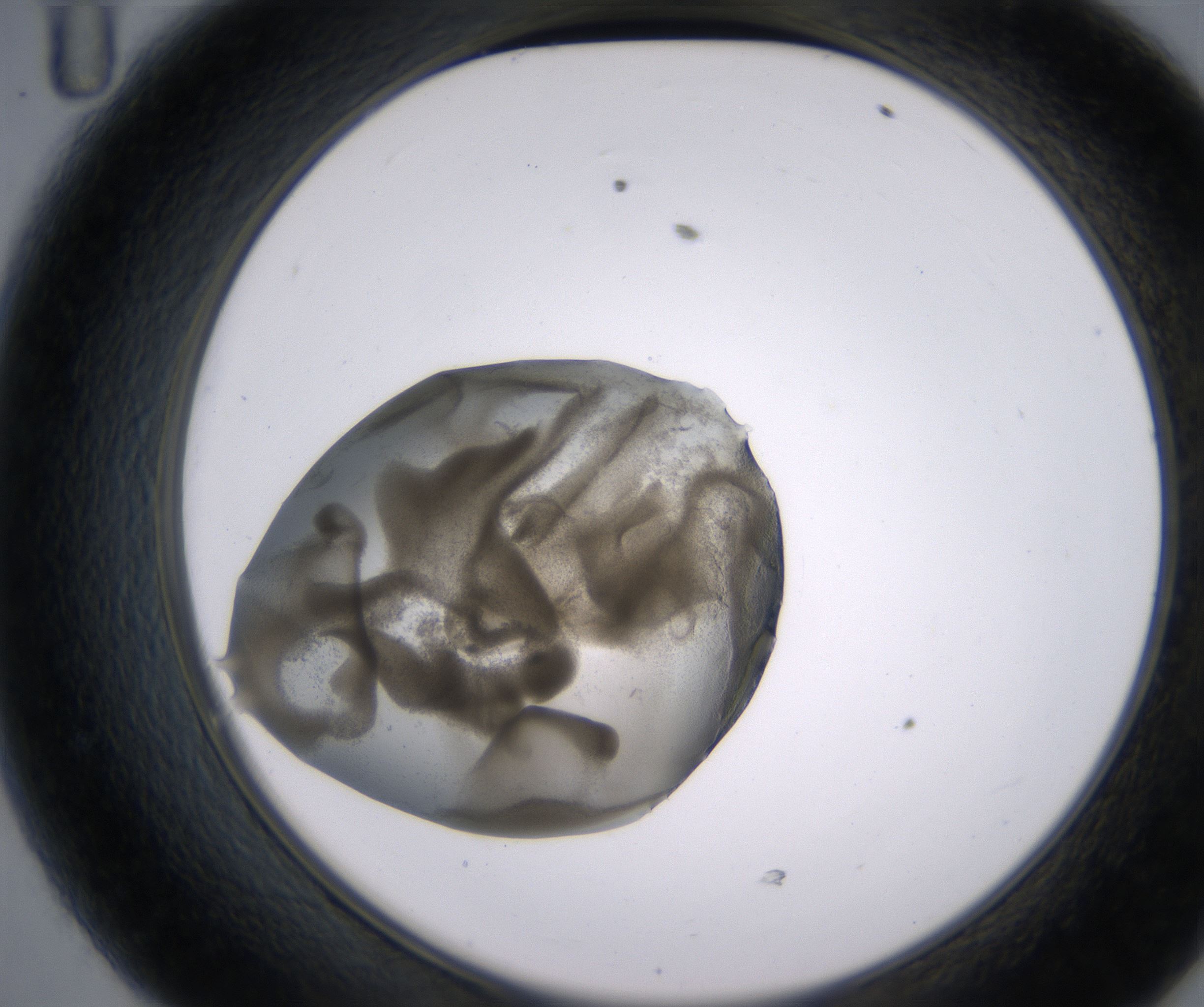D11_HighResolution_Precipitate_2.jpg